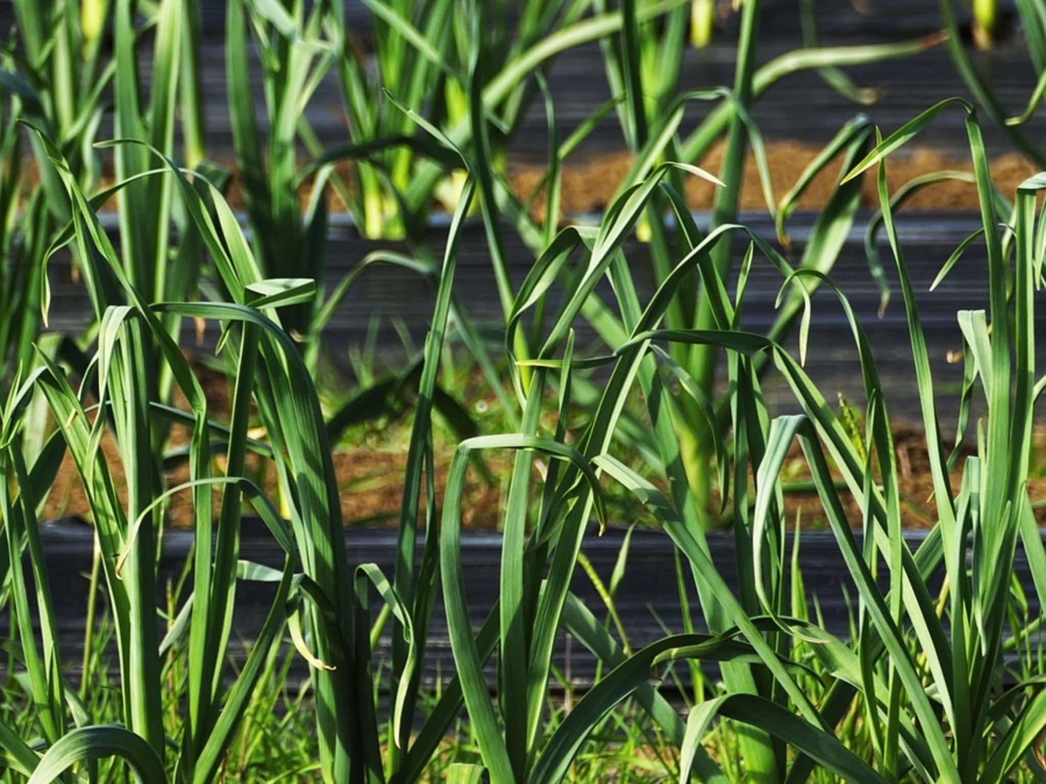 photo Skid Steer Services Mulching