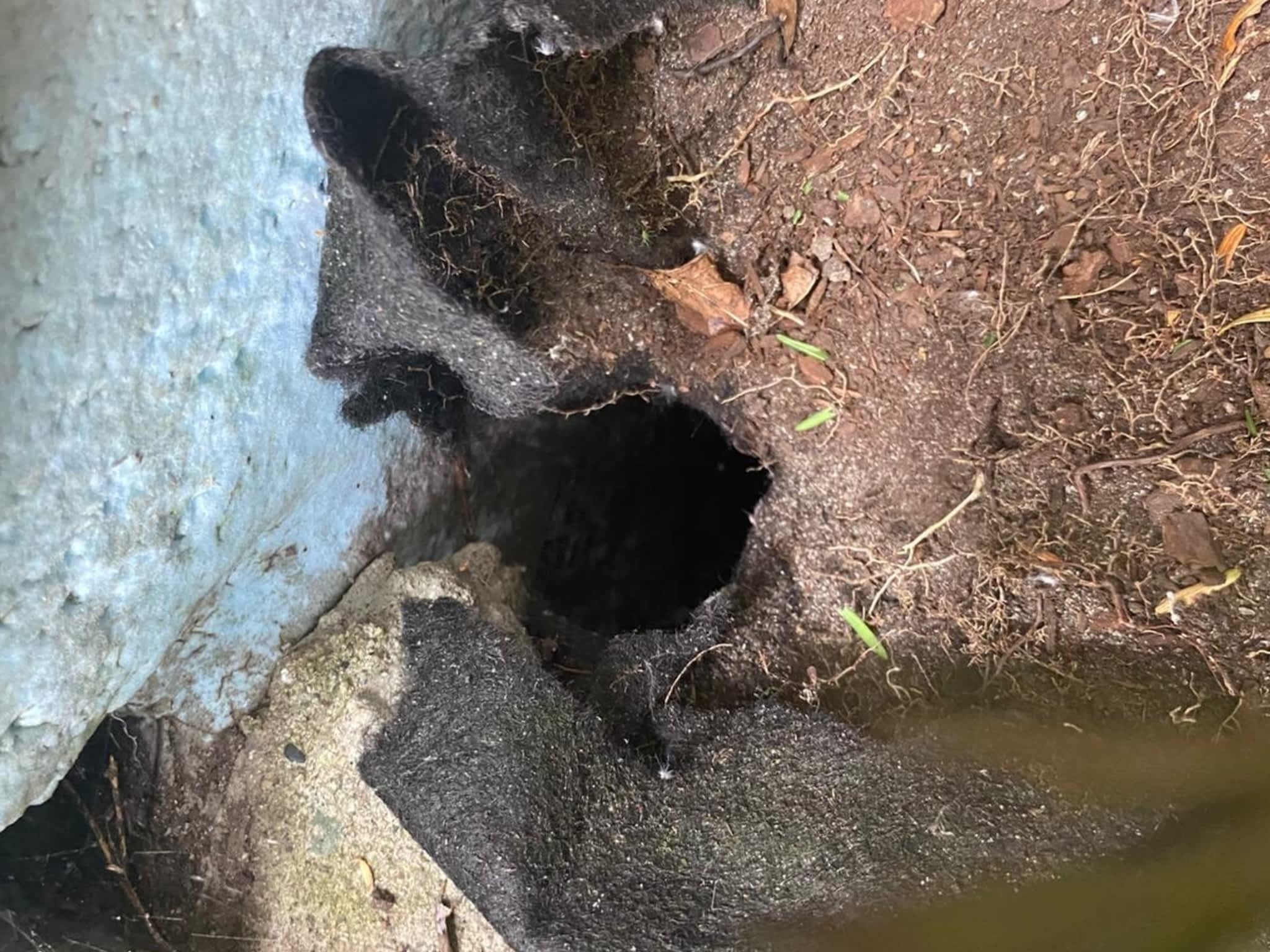 photo Phantom Pest Control Maple Ridge