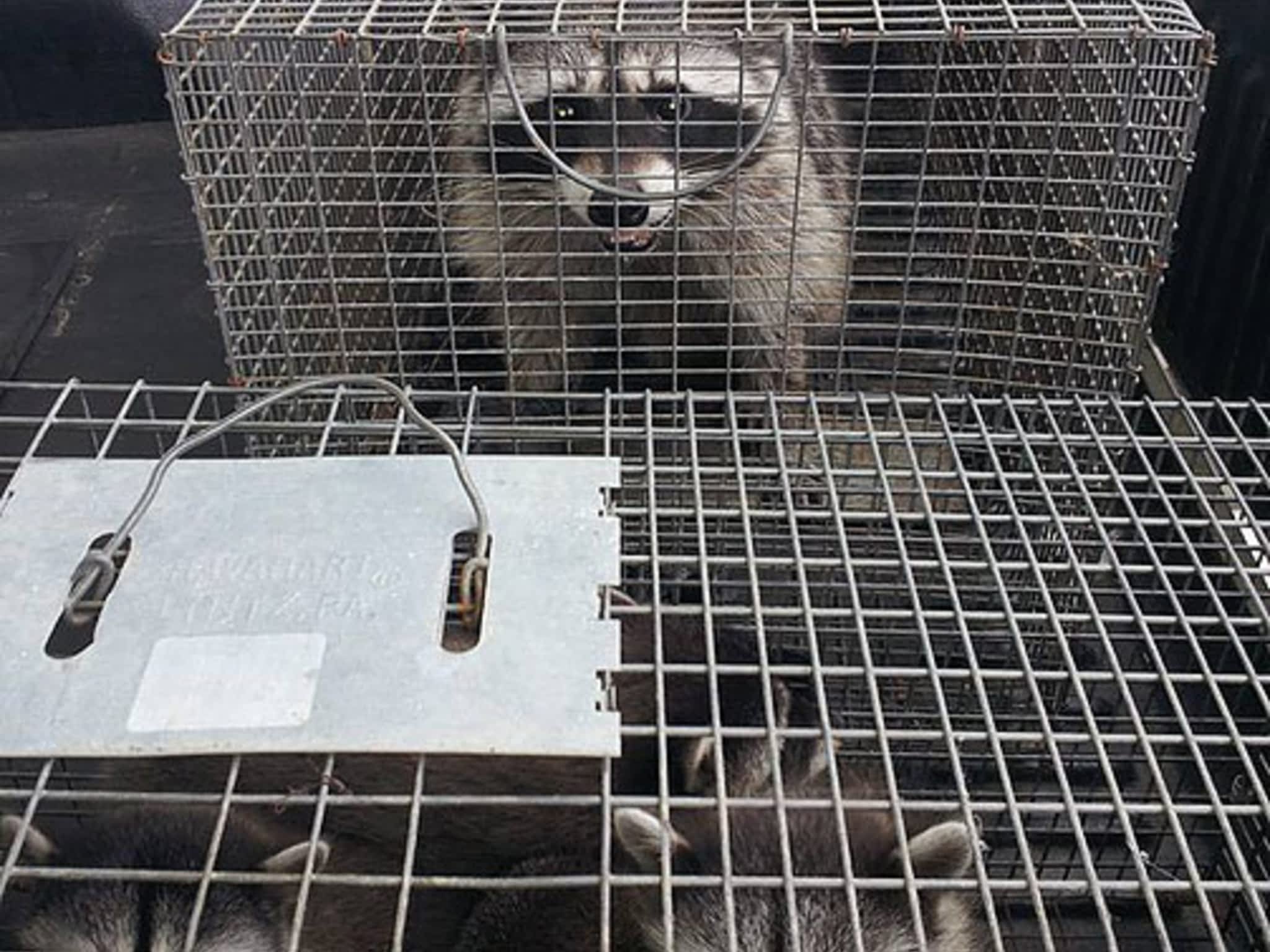 photo Bugs Plus Pest Services