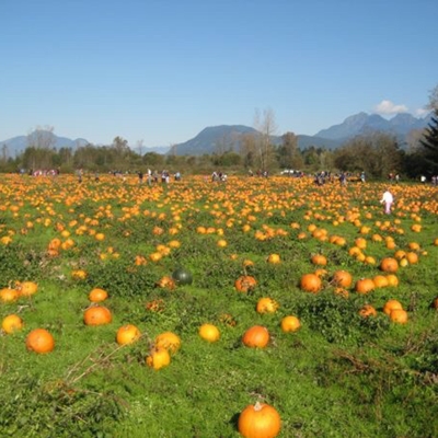 Laity Pumpkin Patch - Farms & Ranches