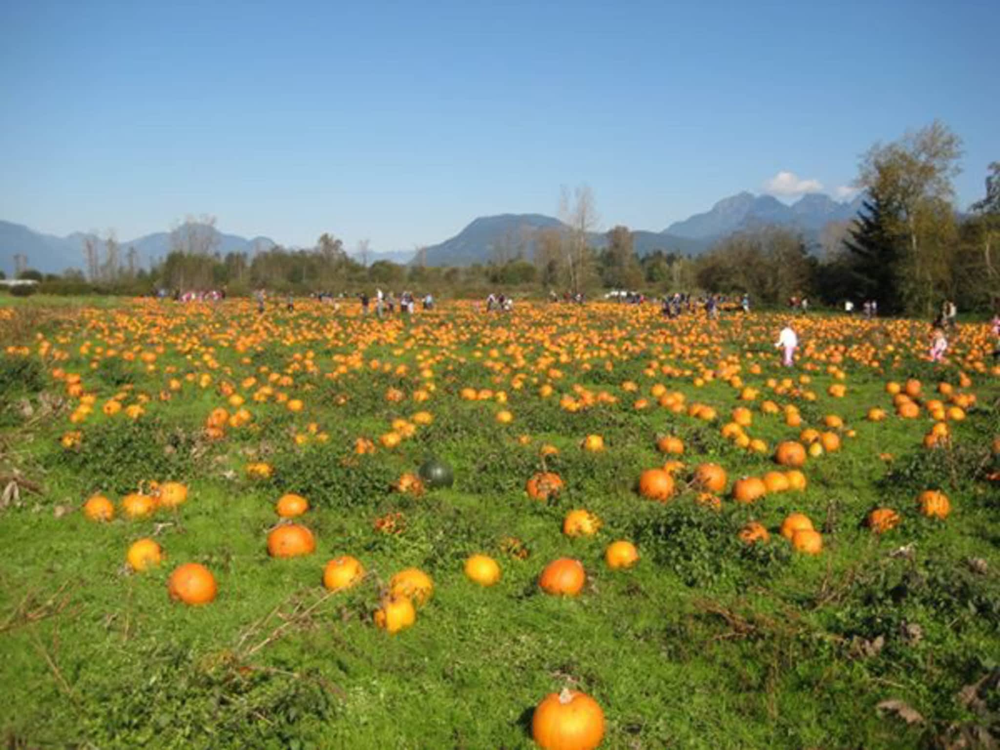 photo Laity Pumpkin Patch