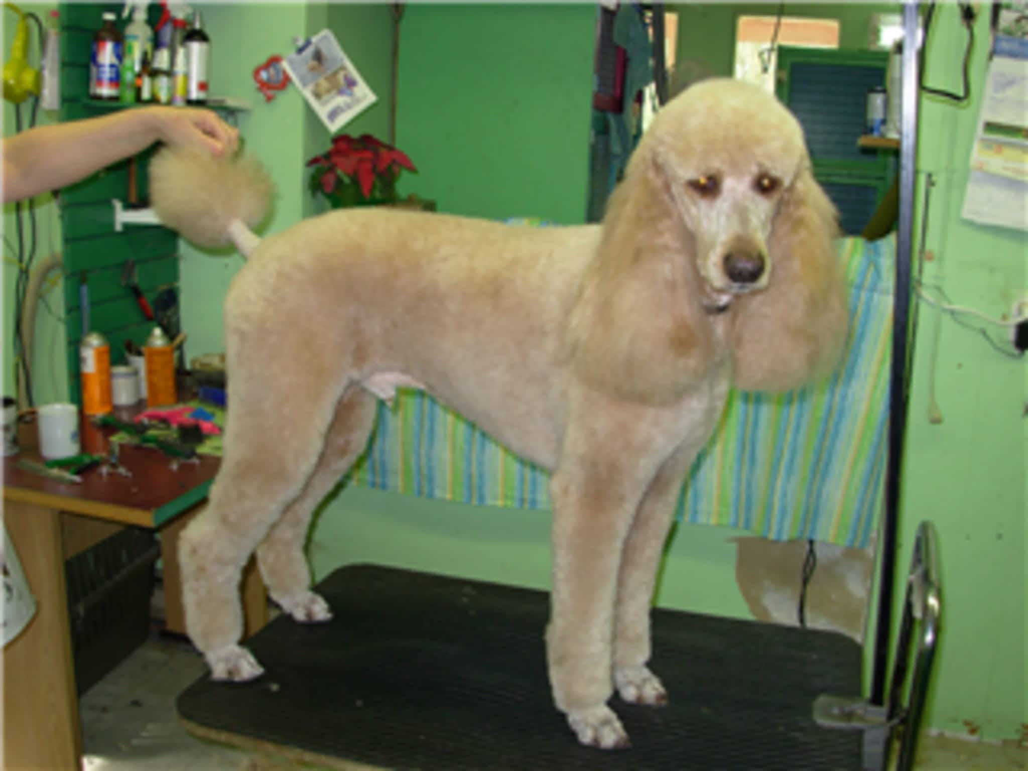 photo Pet Junction Grooming & Supplies