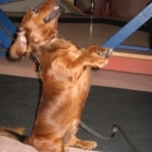 Belle Vie De Chien Education Enr - Dog Training & Pet Obedience Schools