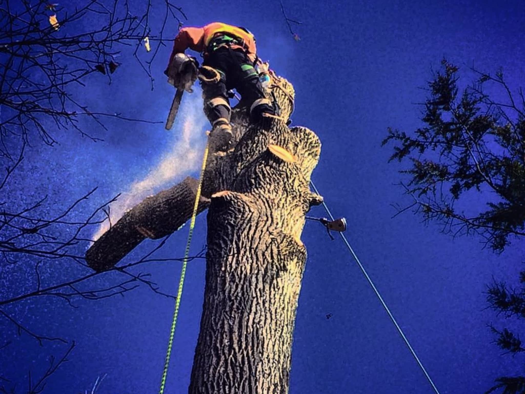 photo Acer Tree Professional Arboriculture Services
