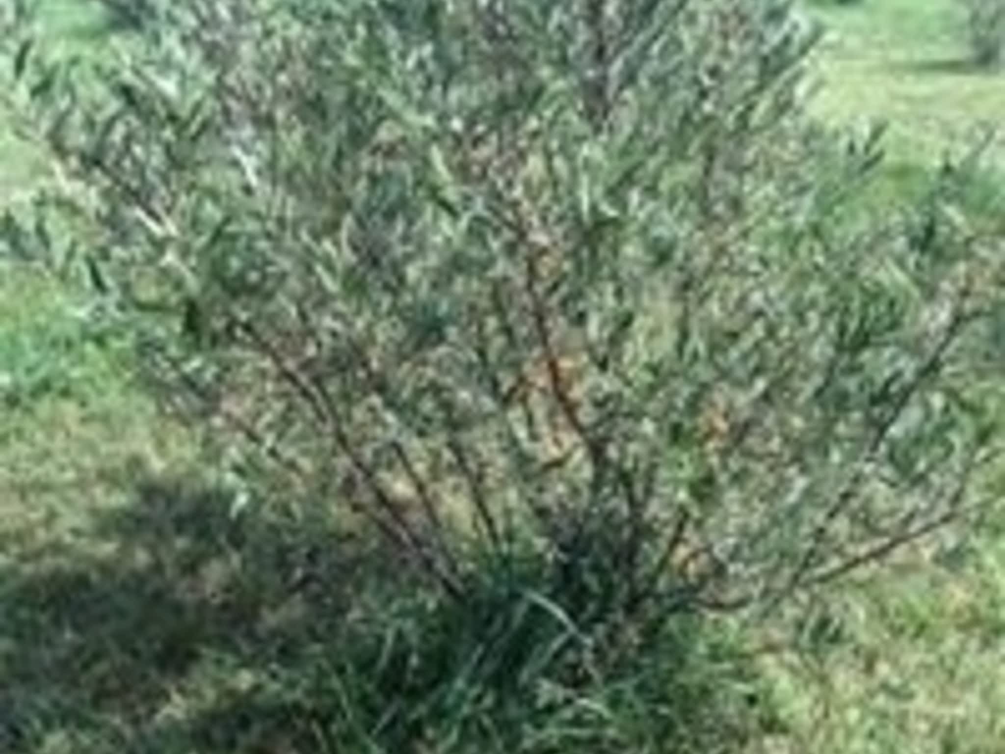 photo Labelle & L'Argousier