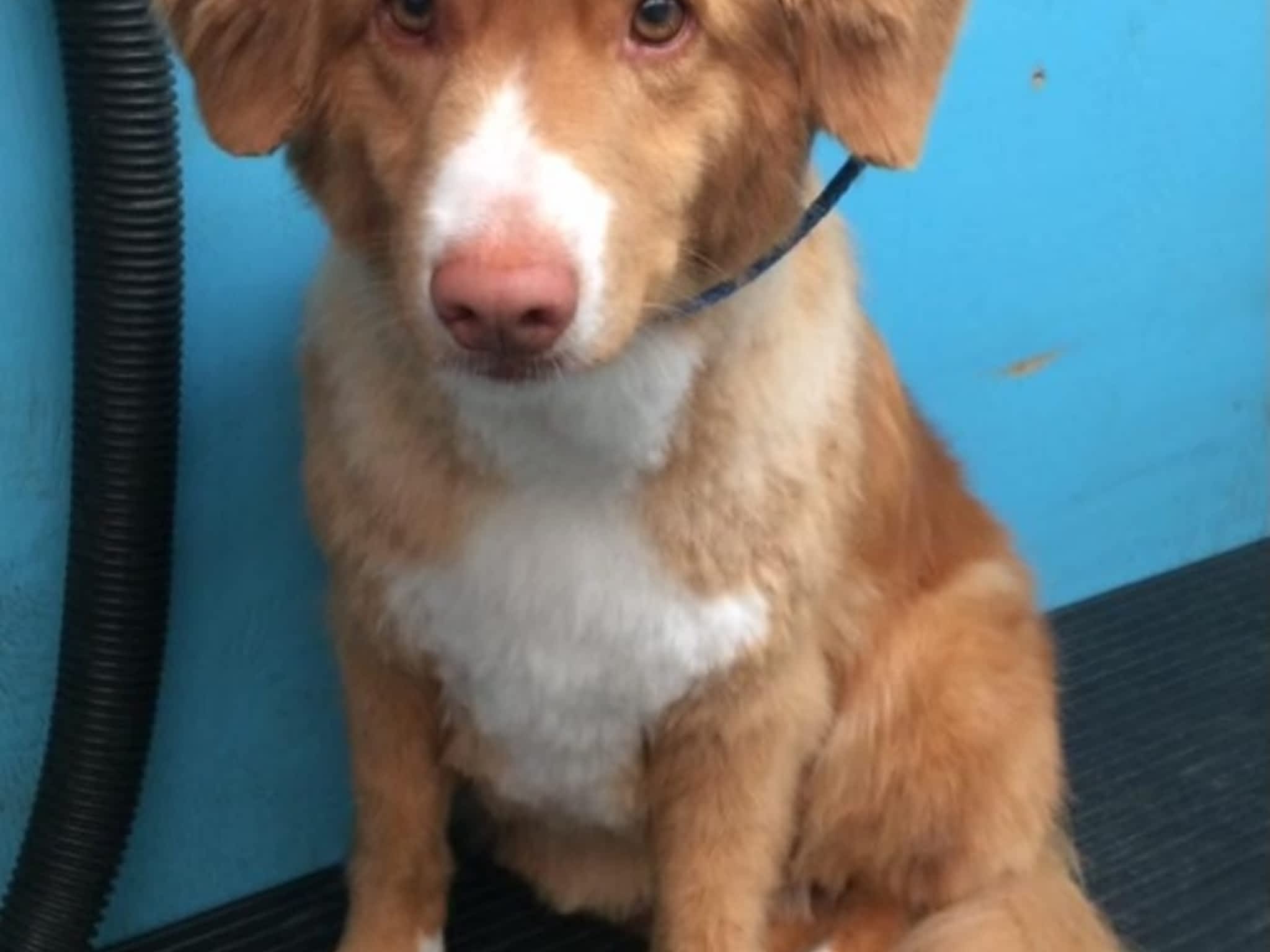 photo Toilettage Bionimo