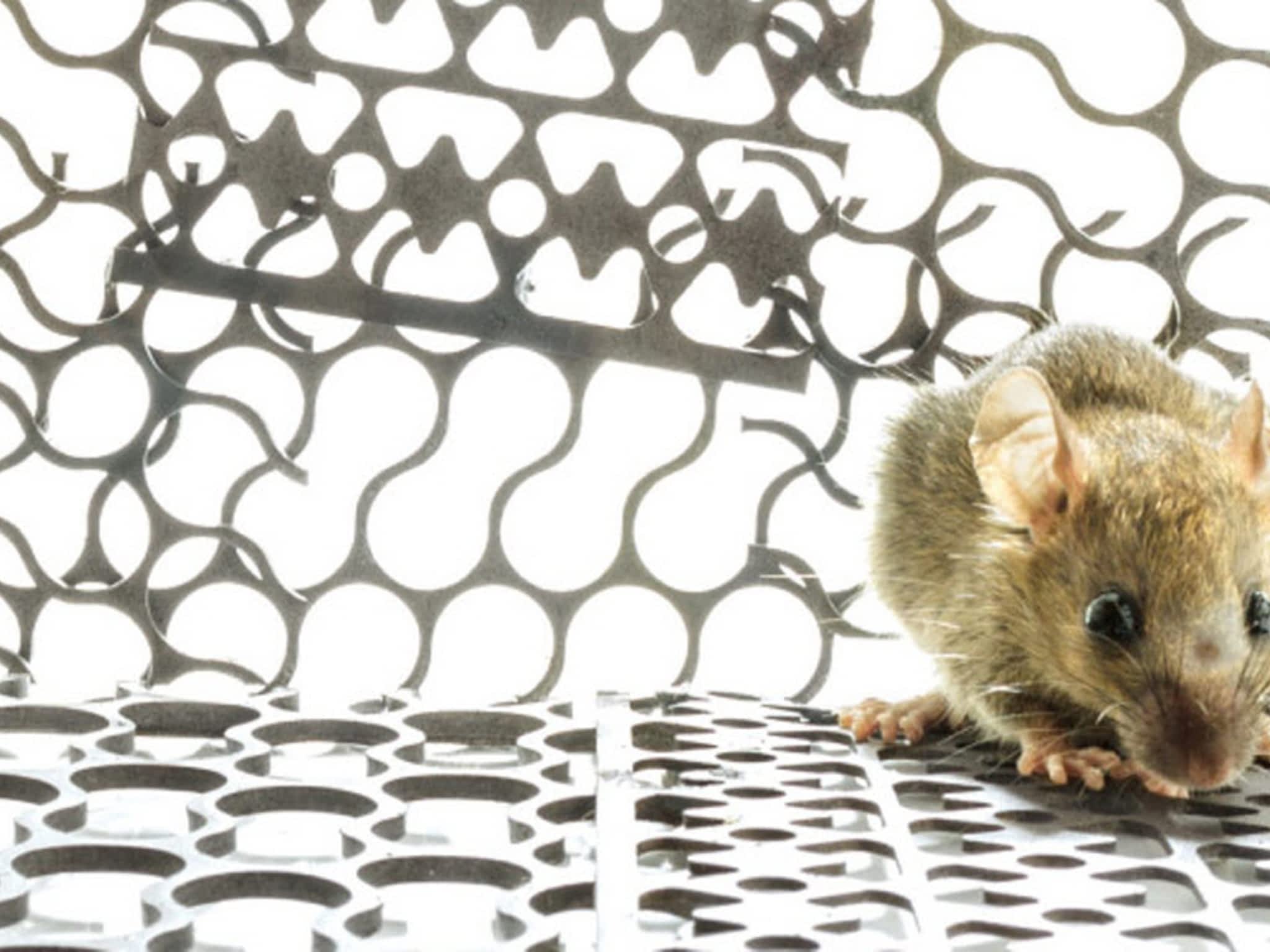 photo Extermination Dynamique