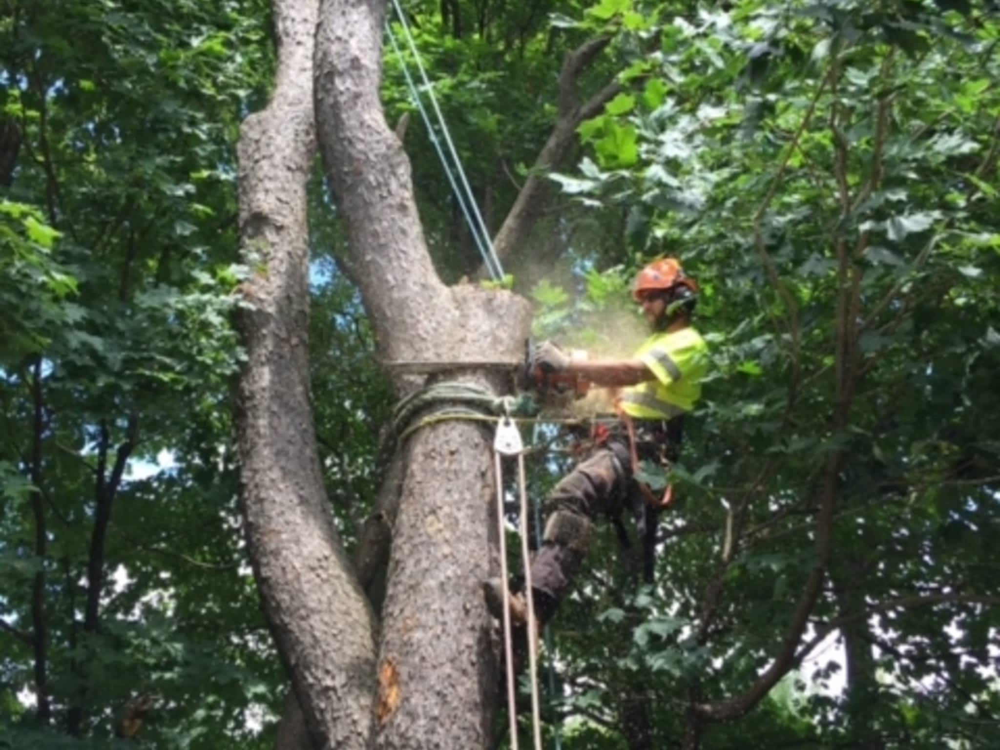 photo Ott's Tree Service