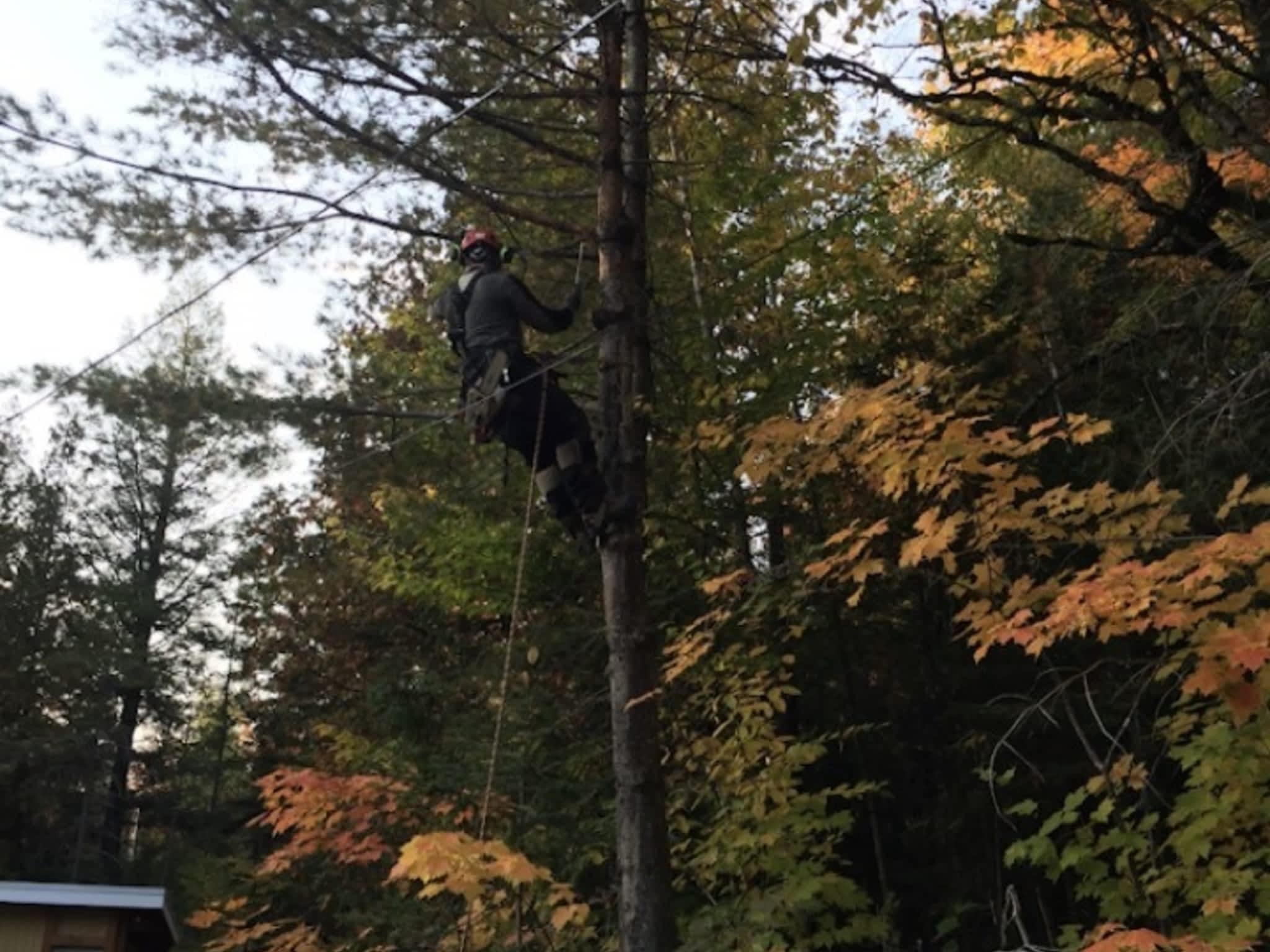 photo Arbo-douceur inc