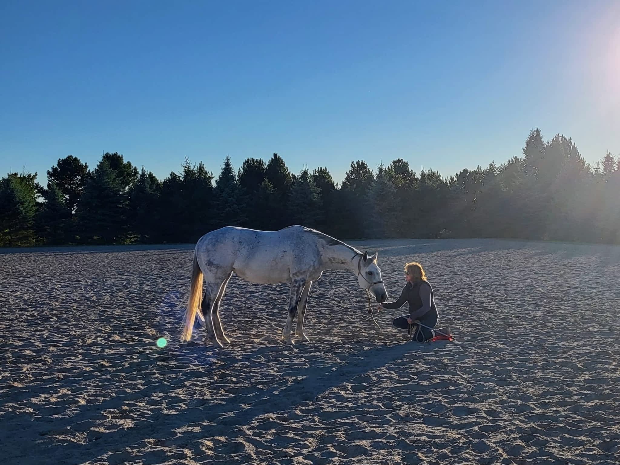 photo Get Over It Performance Horses