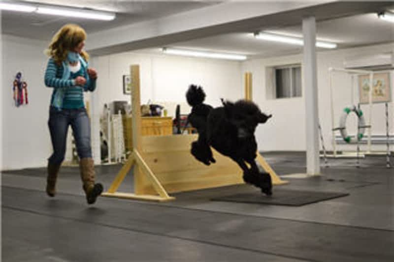 Canine Campus Training Centre - Markham, ON - 1 Laidlaw ...