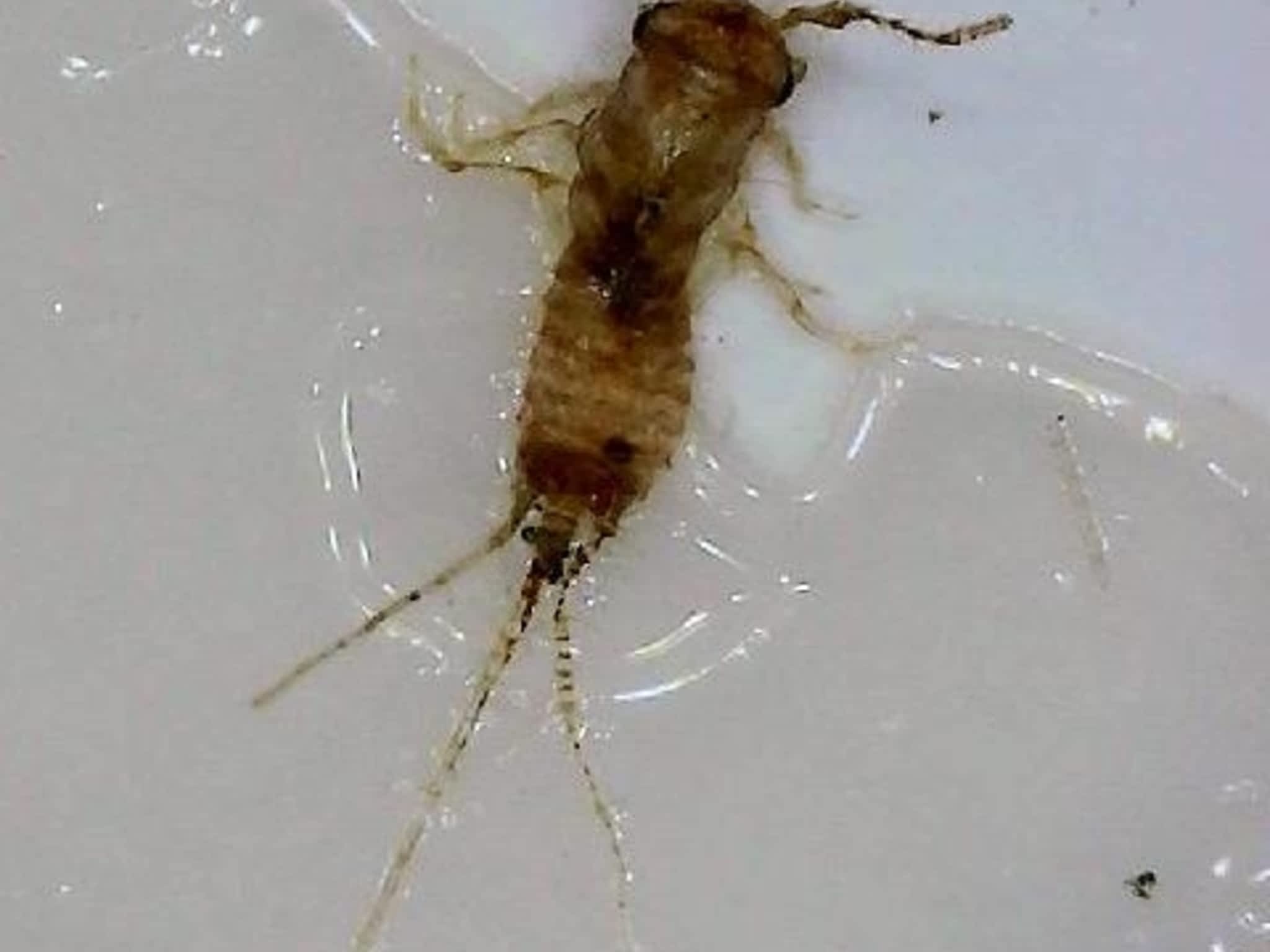 photo Phantom Pest Control Maple Ridge