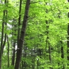 Services BioForêt - Forestry Consultants