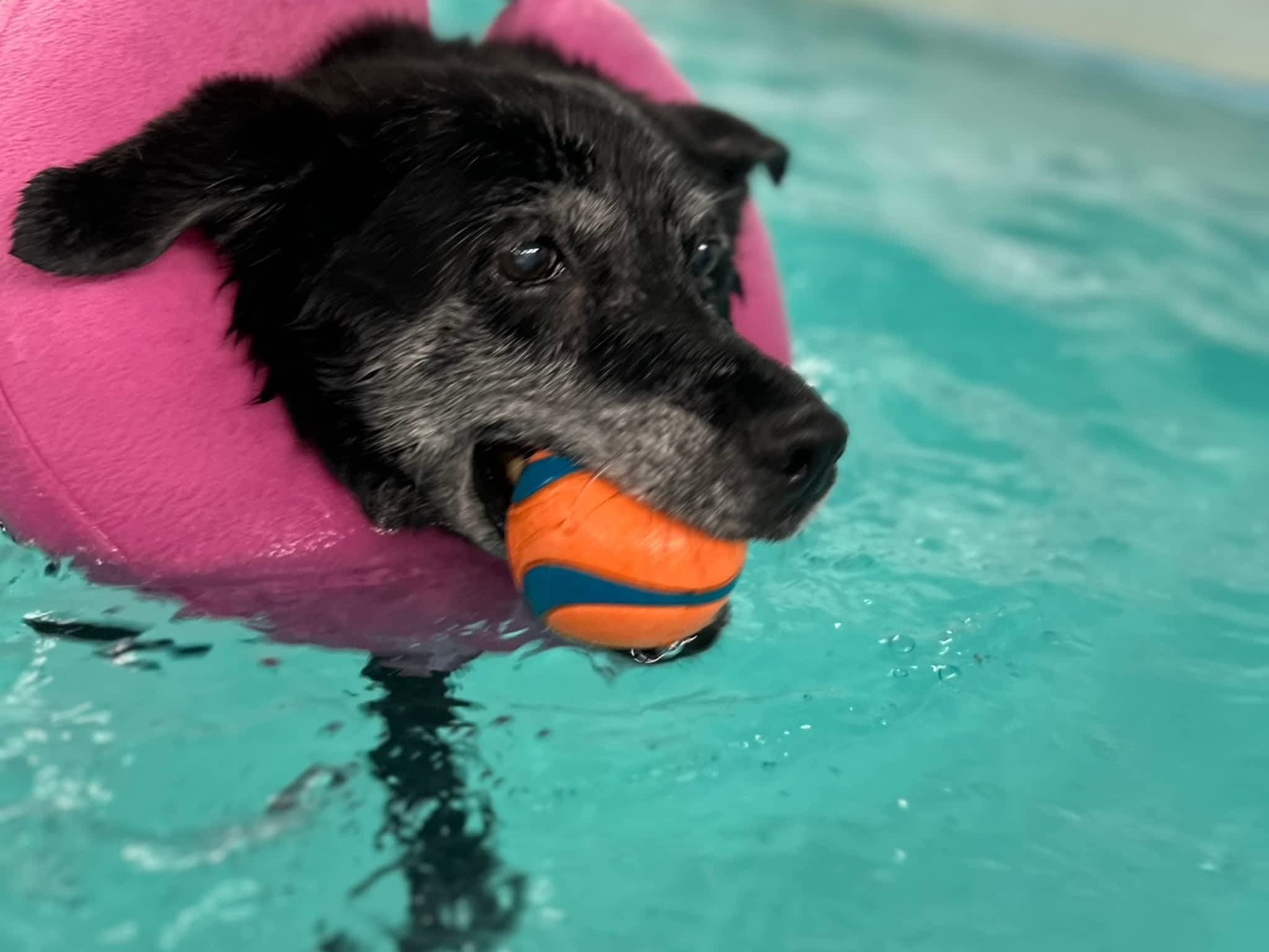 photo Frisky Pup Canine Hydrotherapy & Fitness