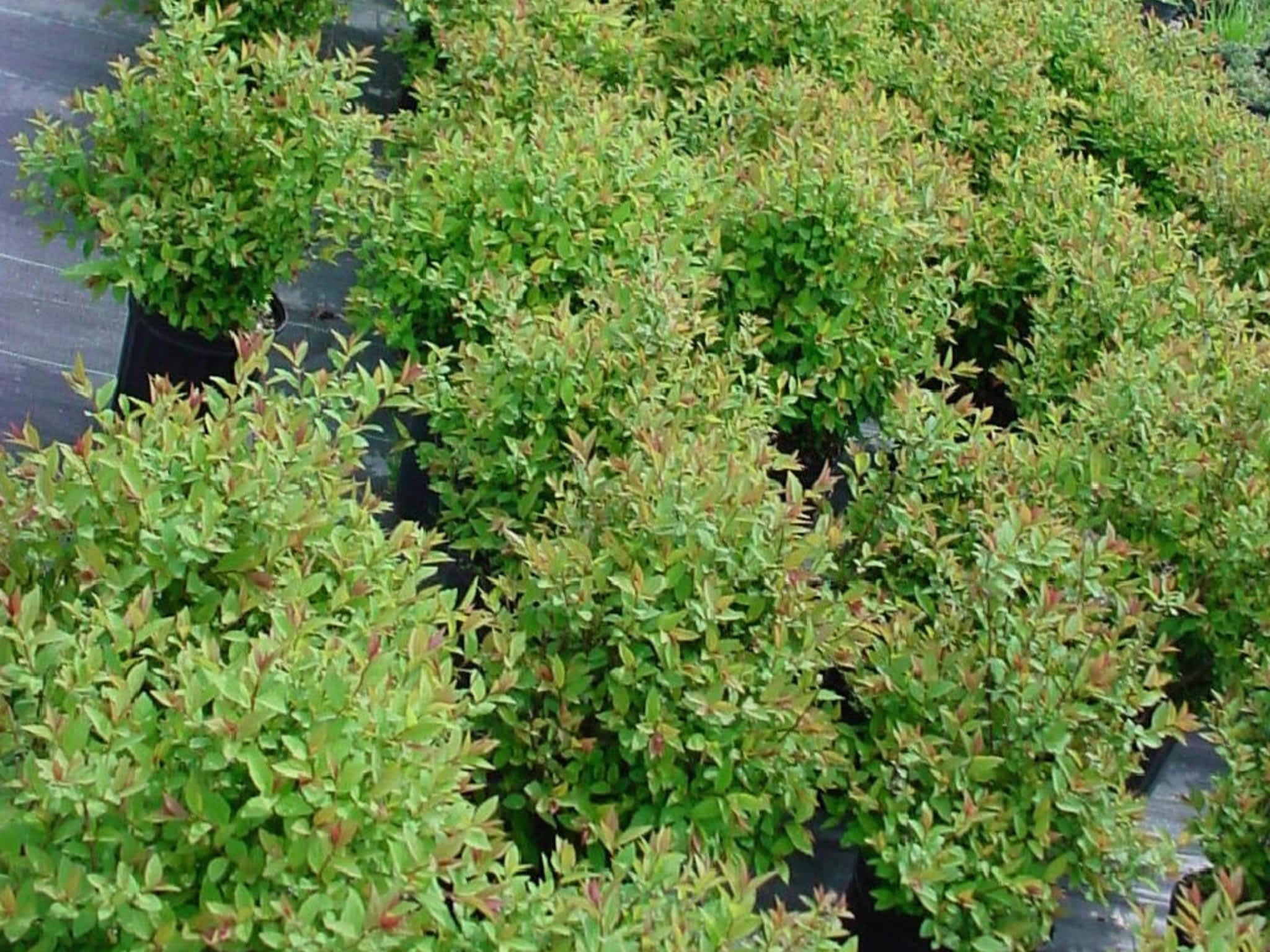 photo Pine View Nurseries