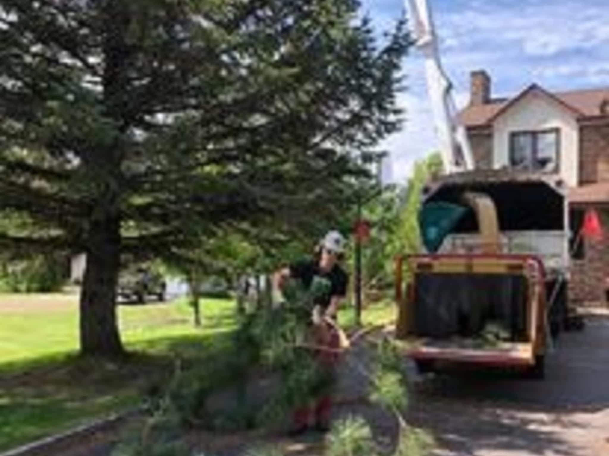 photo Macsemchuk Tree Services