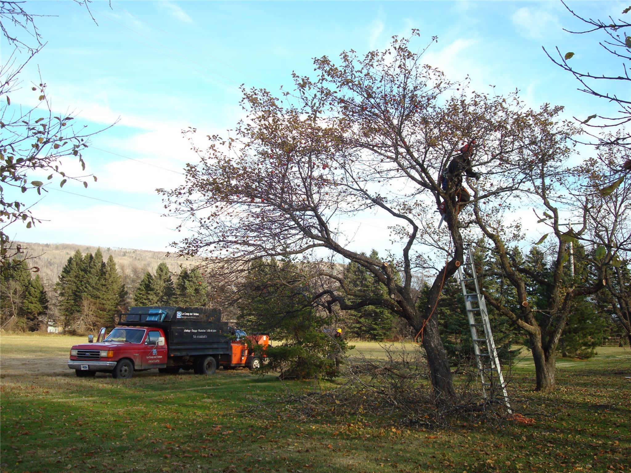 photo COOP de l'Arbre