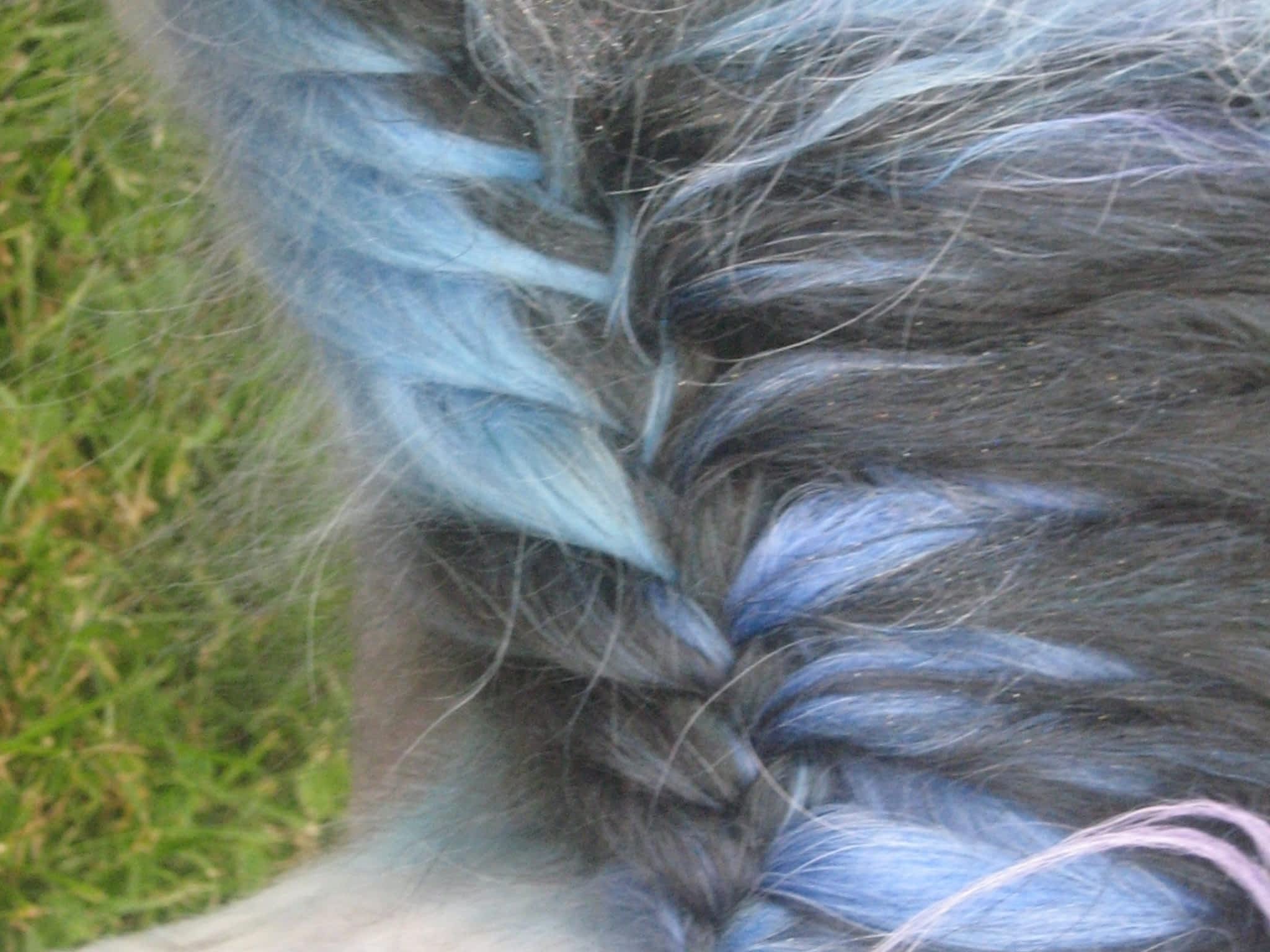 photo Courtenay Grooming Salon