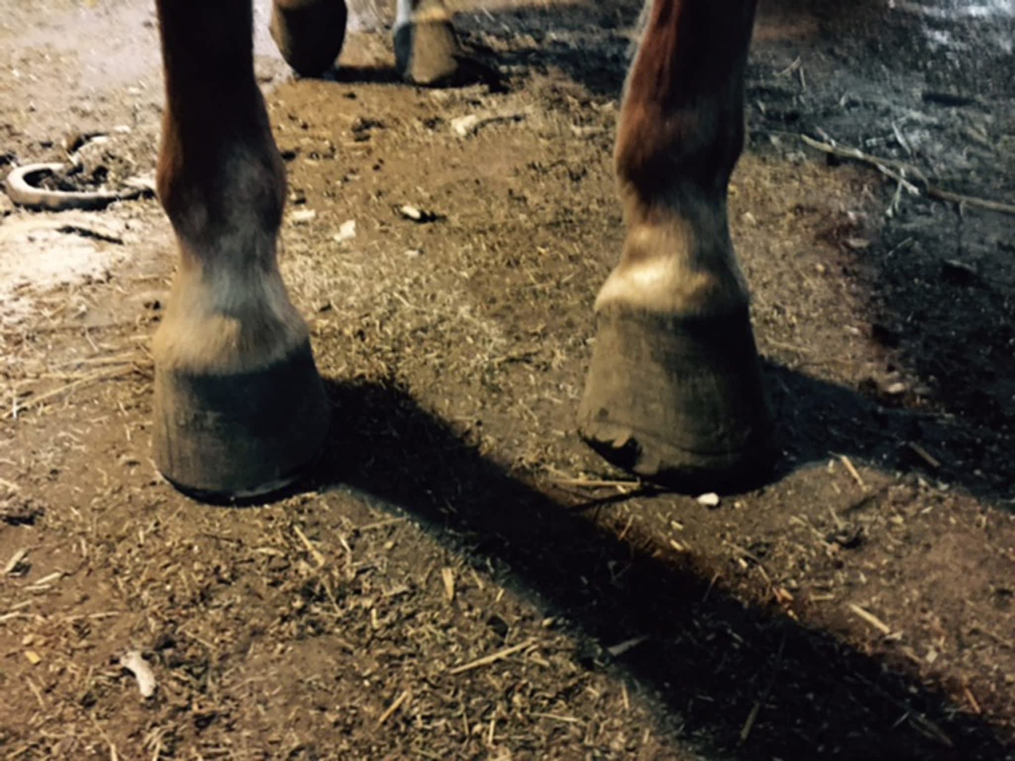 photo Western Rose Farrier
