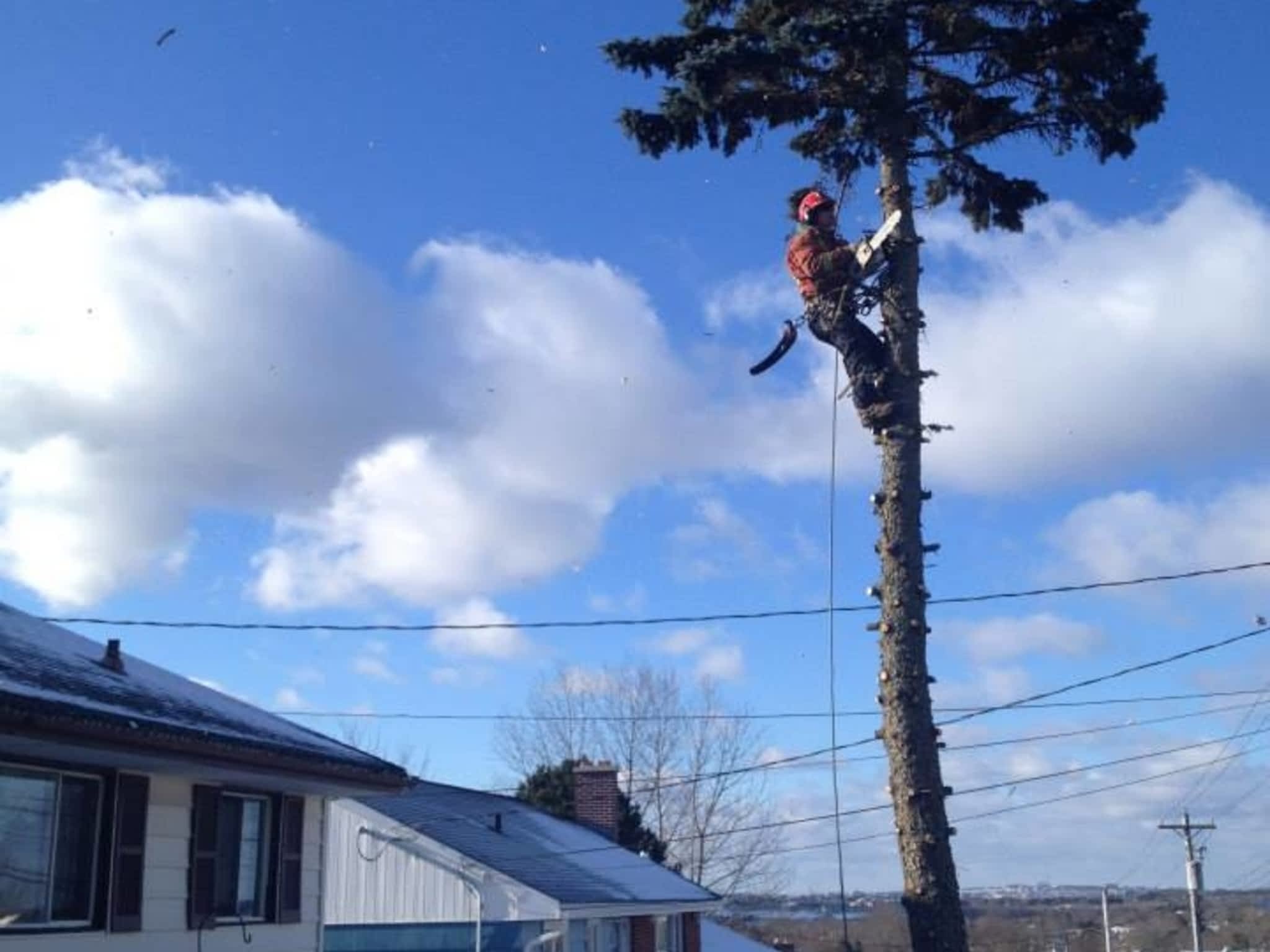 photo Solid Tree Care