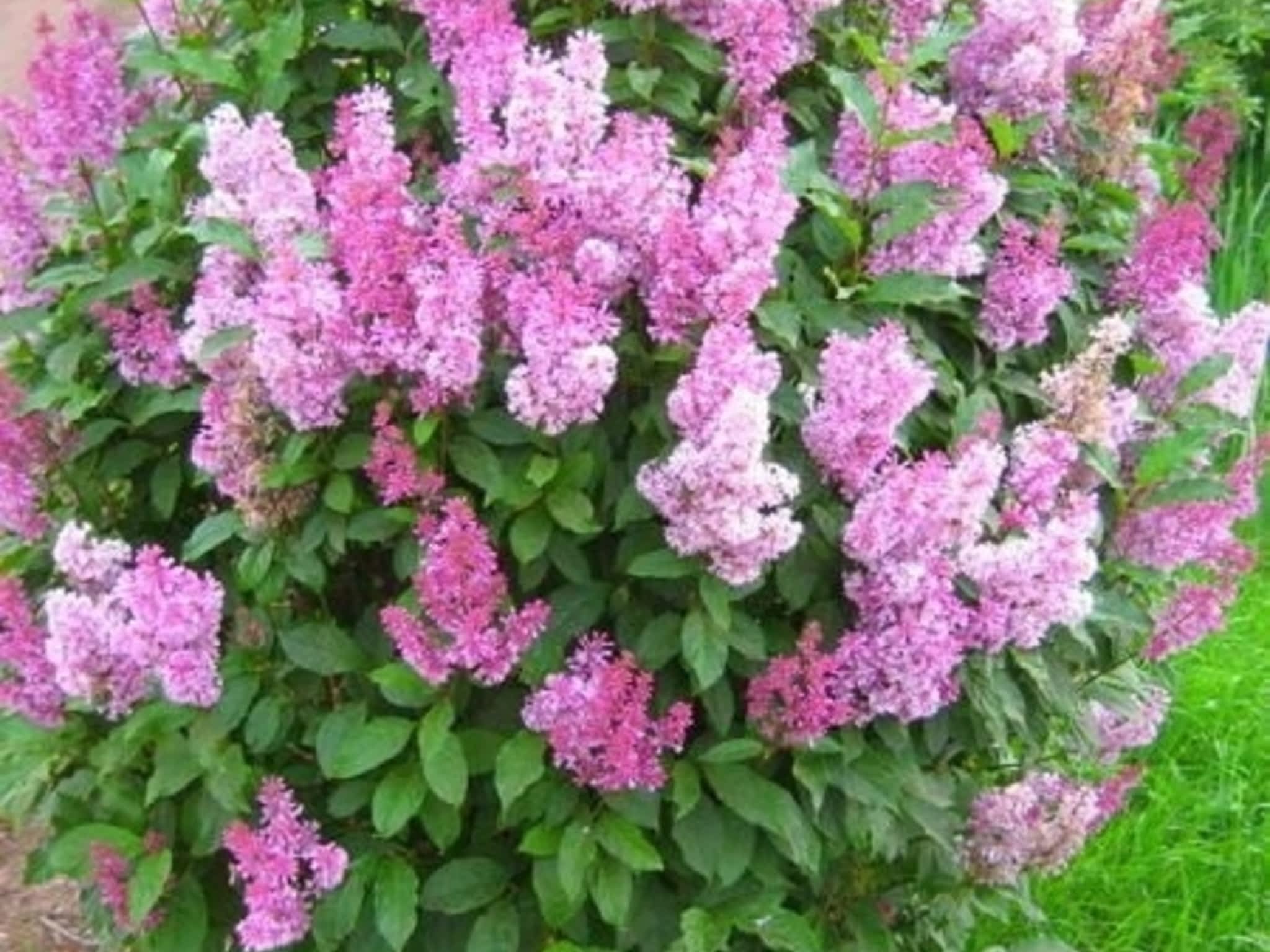 photo Kackenhoff Nurseries Ltd