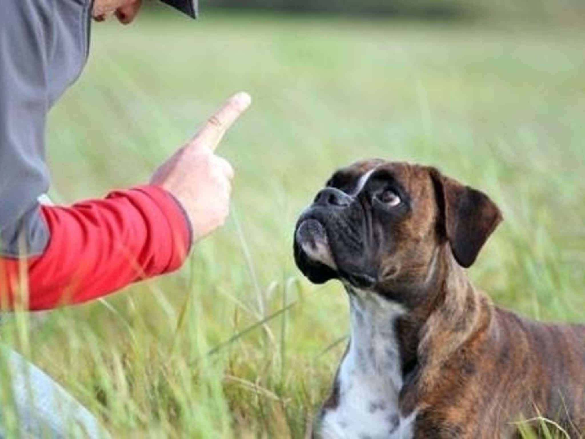 photo The Ontario Dog Trainer