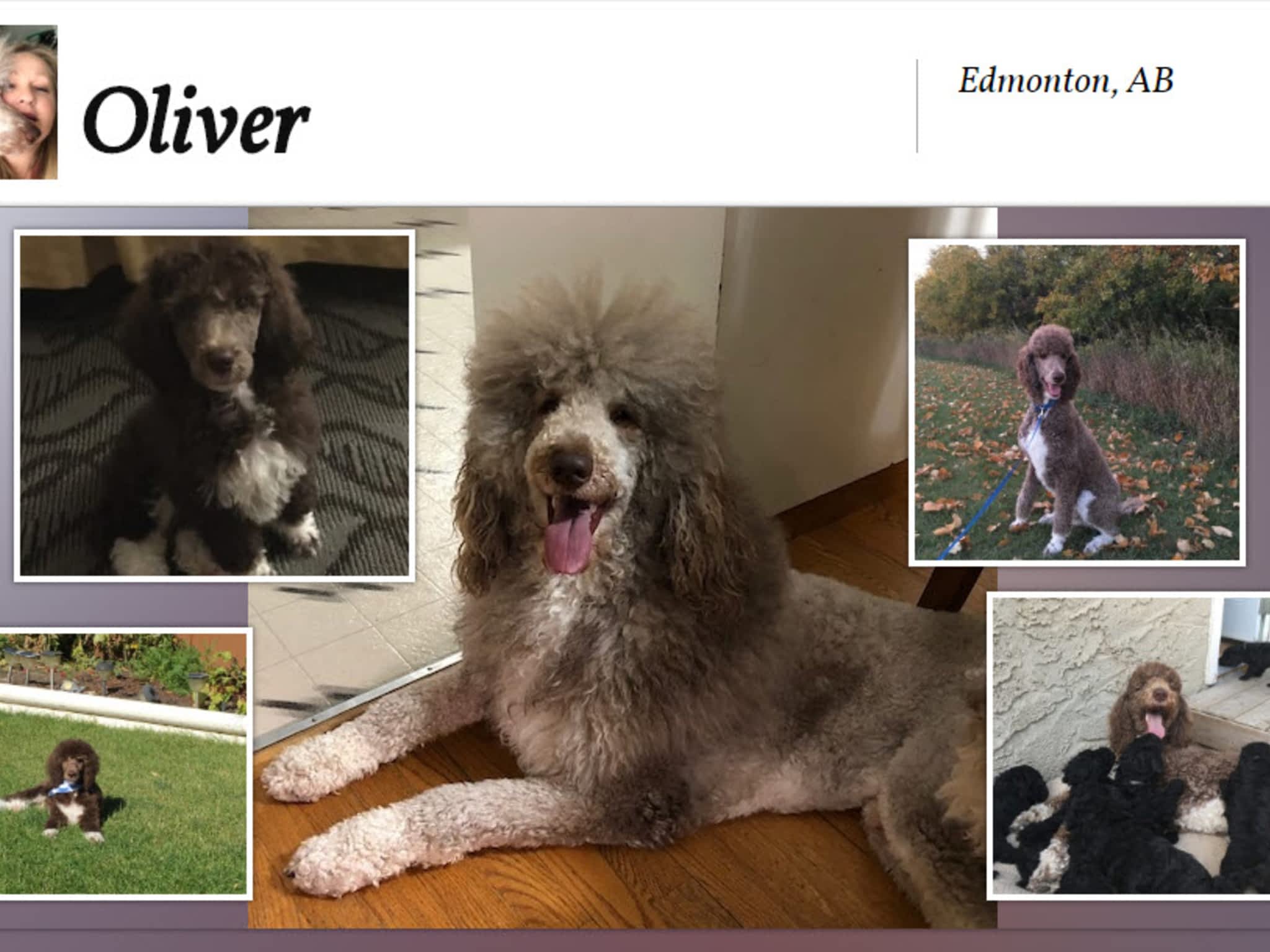 photo Poodle Stud Services