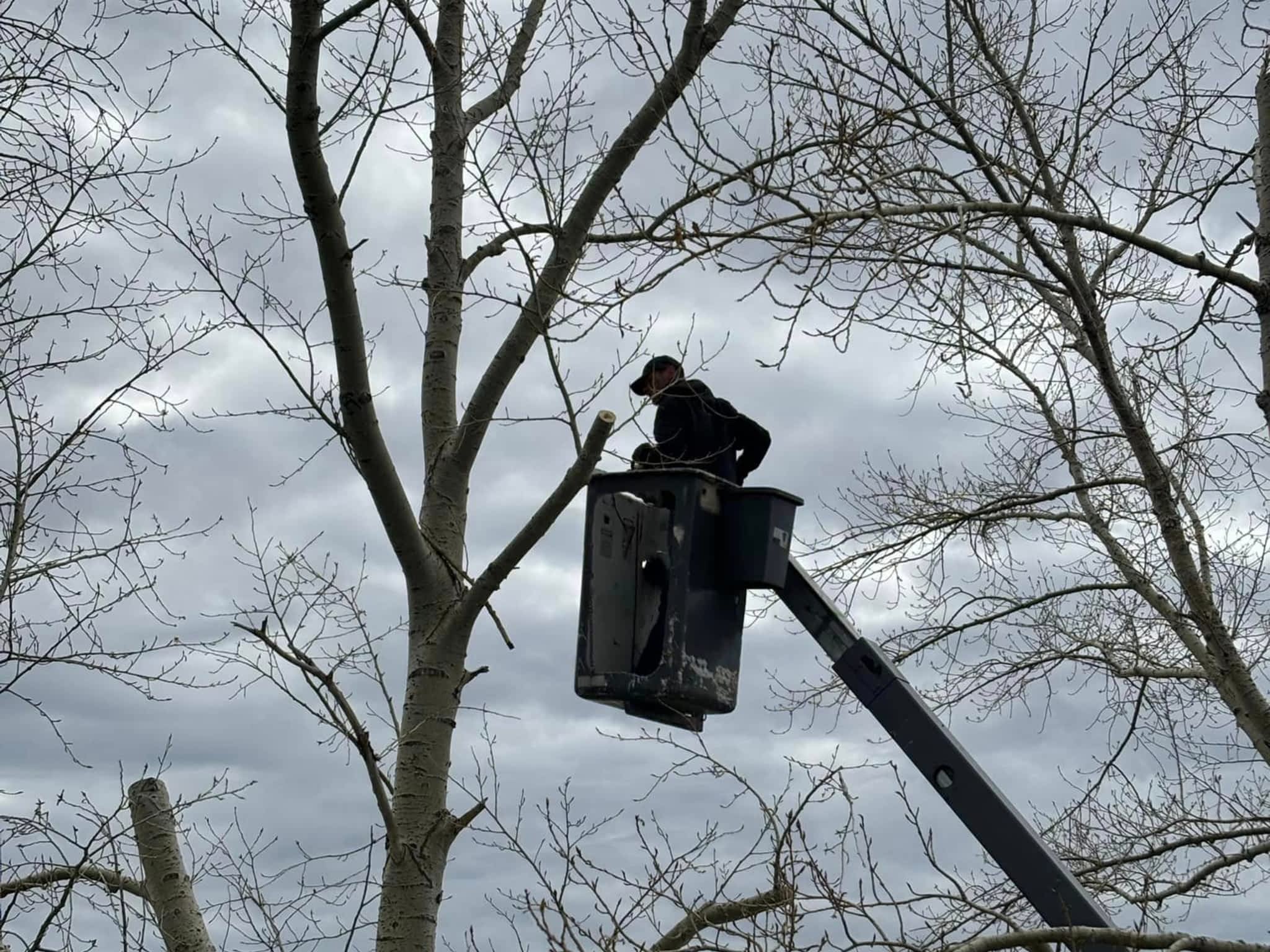 photo Spikes Tree Hugging Services