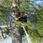 Abattage d'Arbres J B - Tree Service