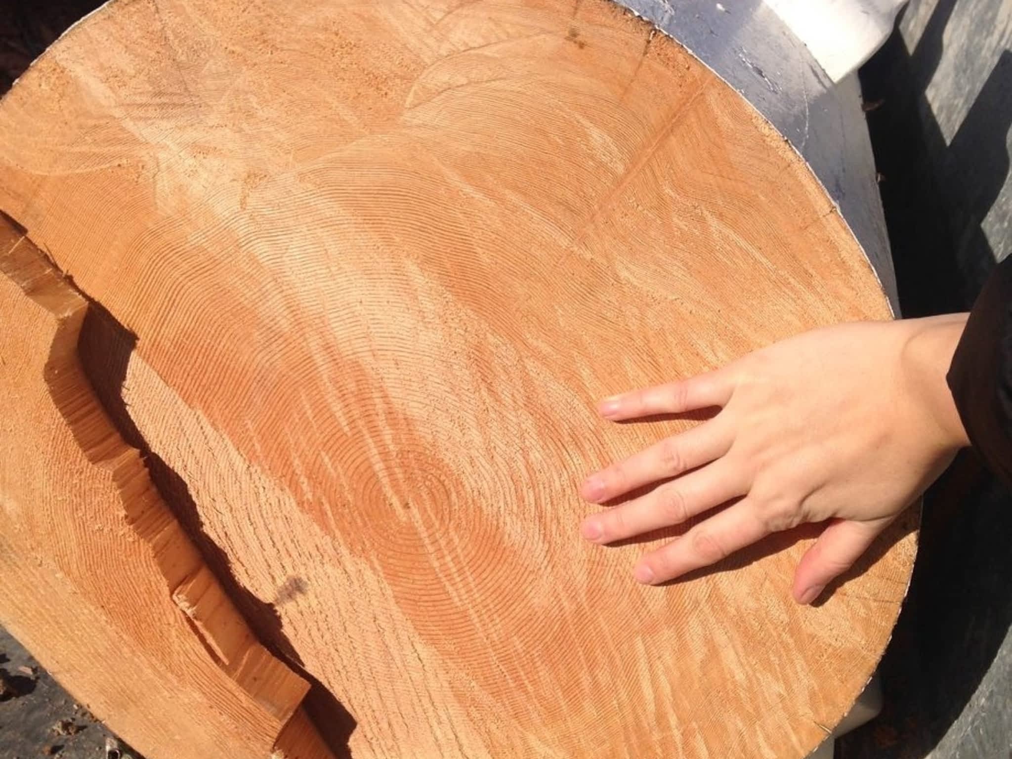 photo Solid Tree Care