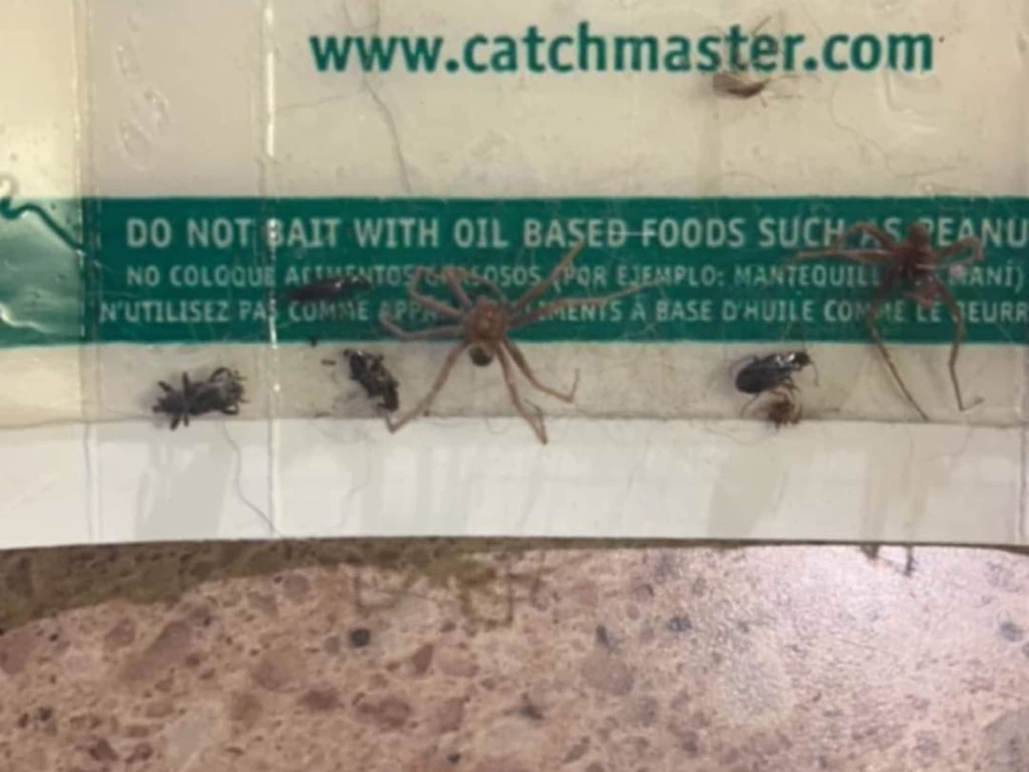 photo D Solution Extermination