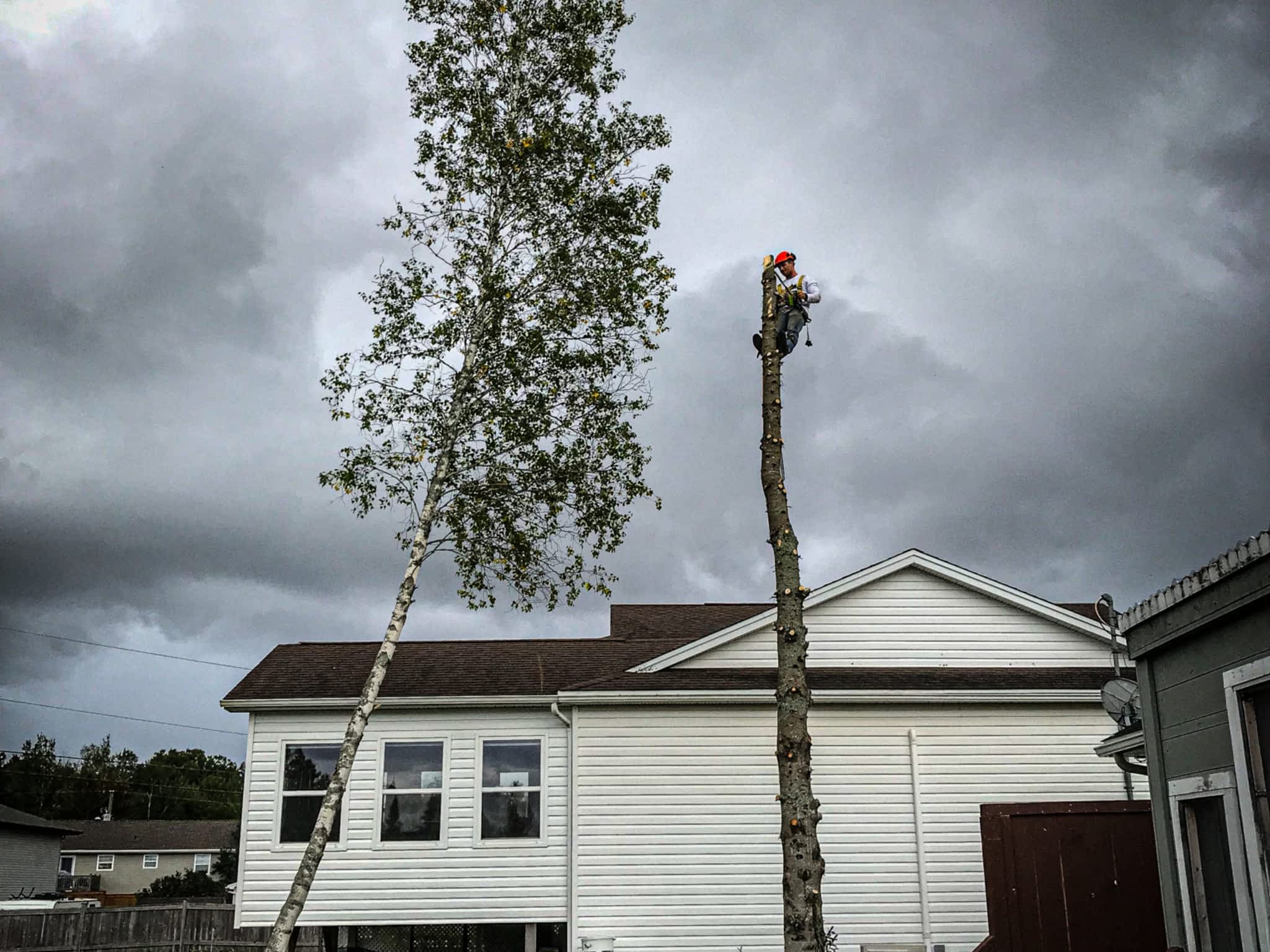 photo O'Blenes Trees & Services