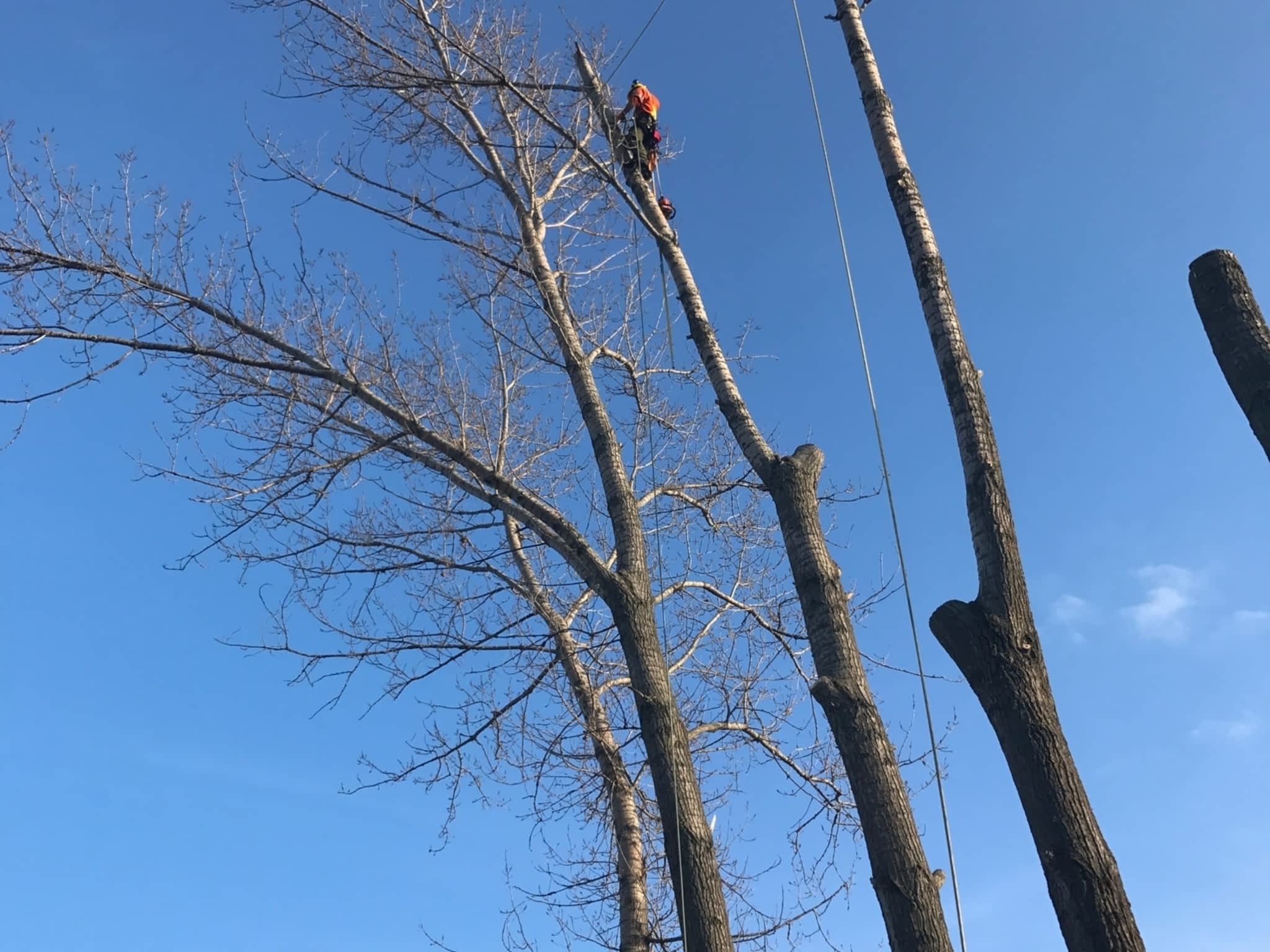 photo Tamarack Expert Tree Care
