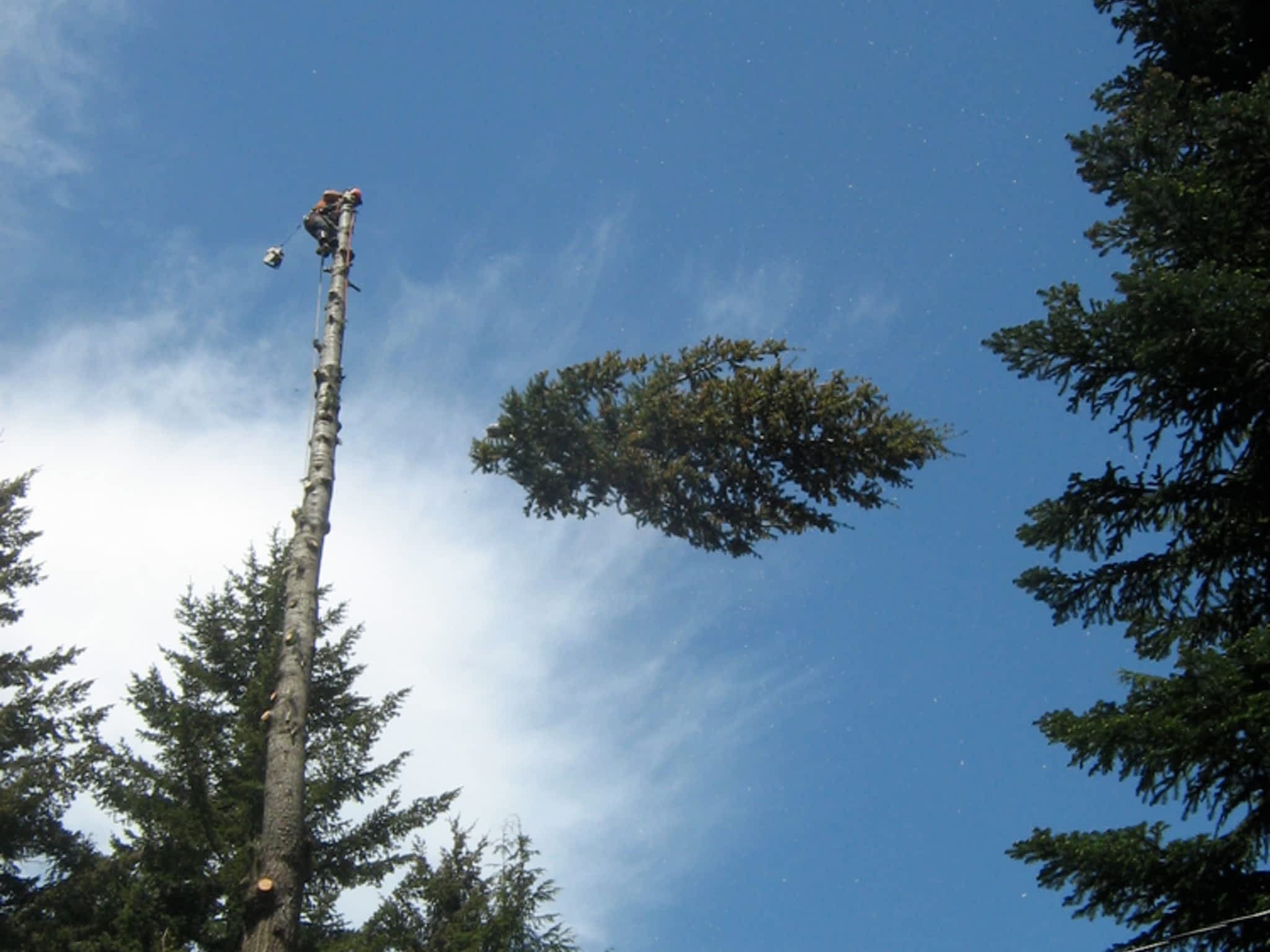 photo Black Tusk Tree Services