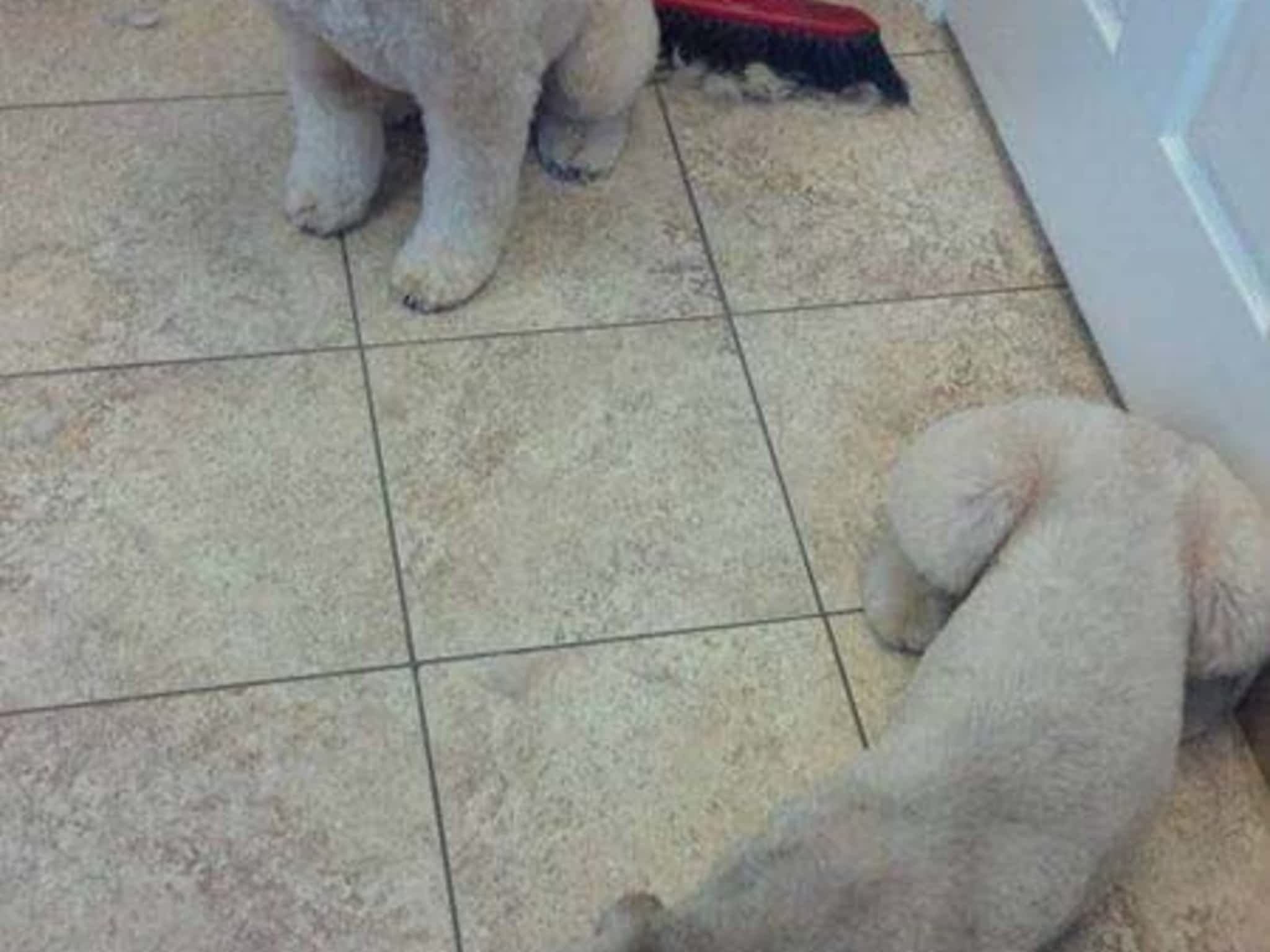 photo Tangles 2 Tame Dog Grooming