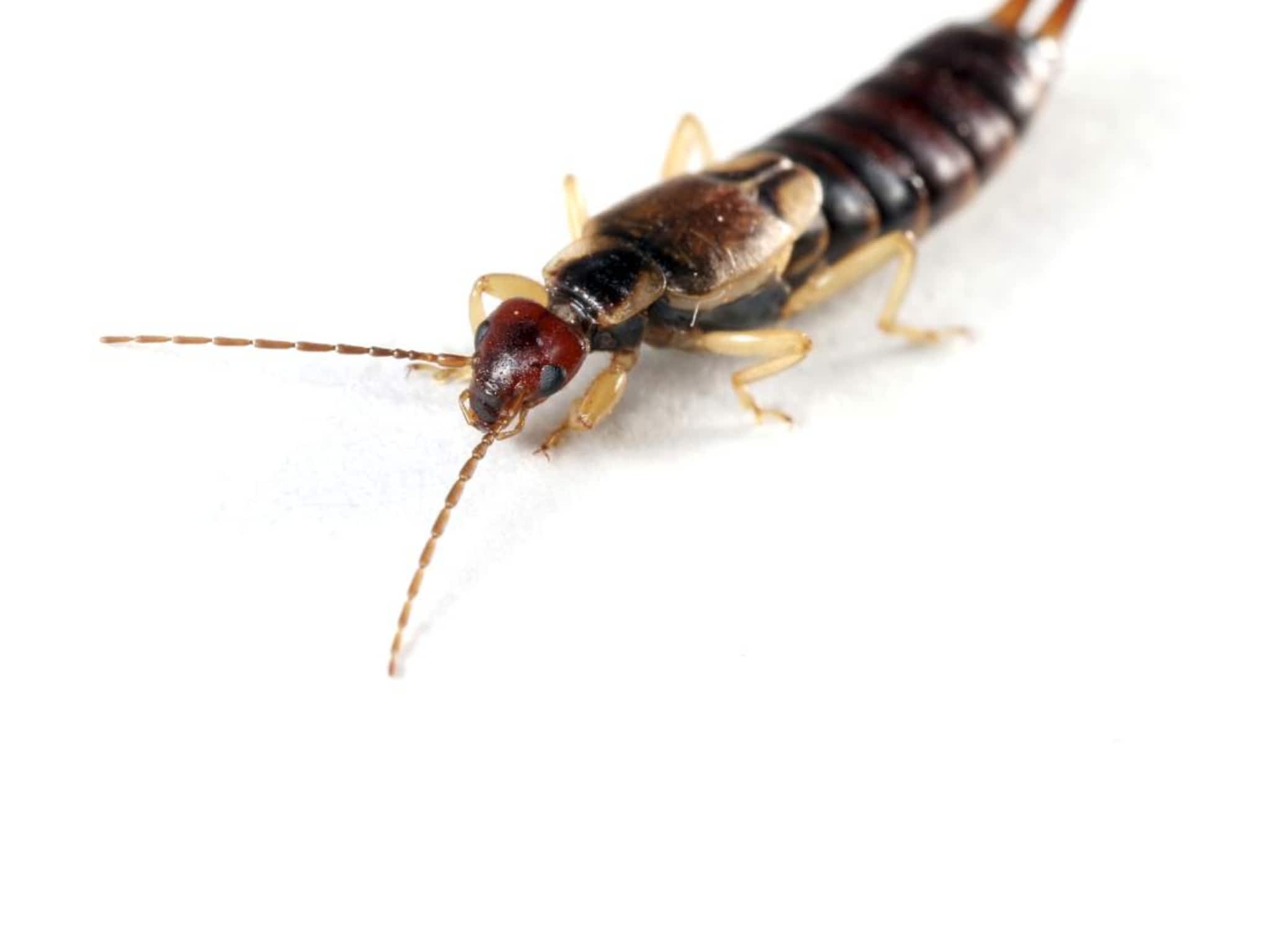 photo Groupe LM Extermination