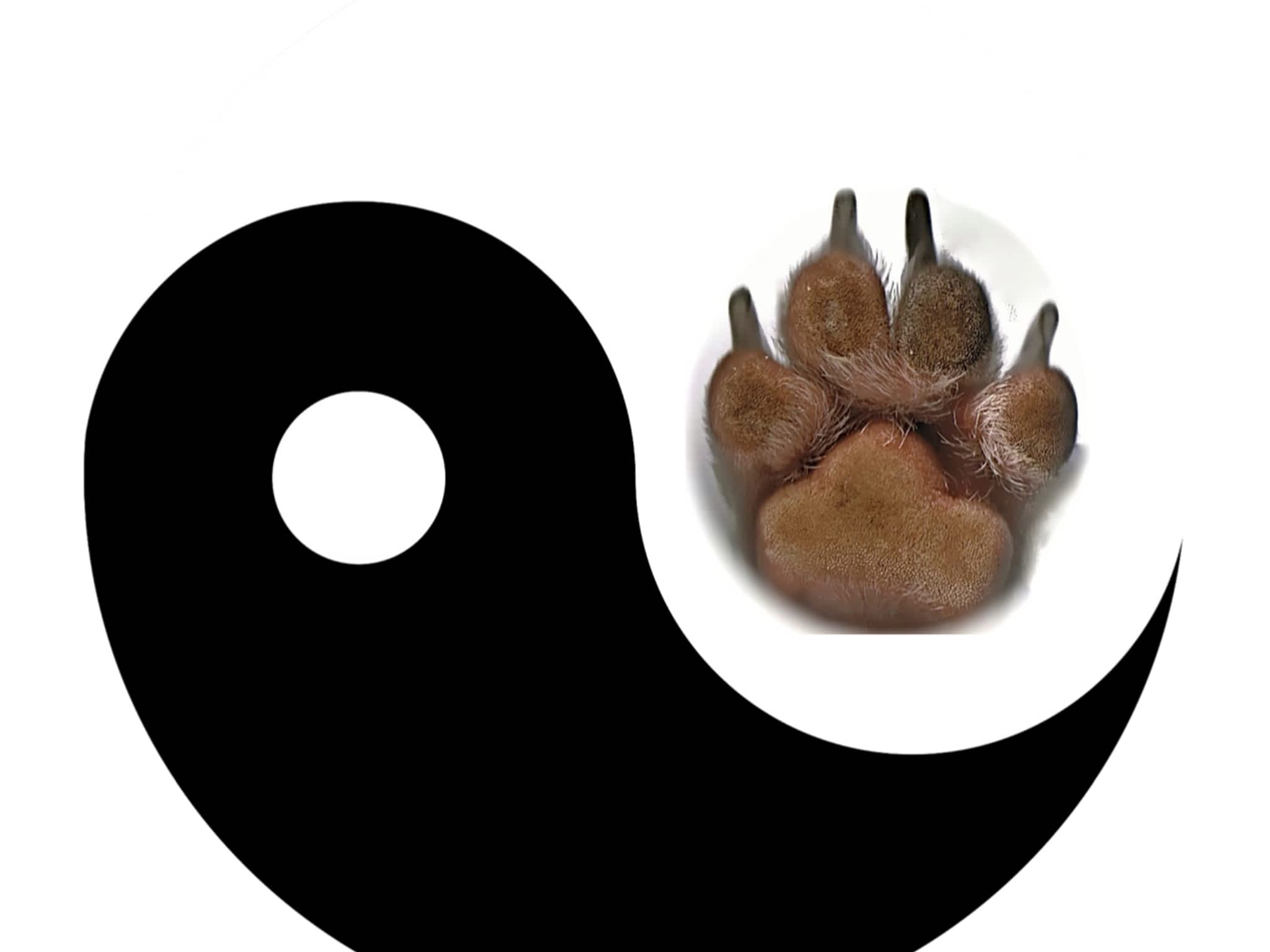 photo Pet Intel Behaviour Centre