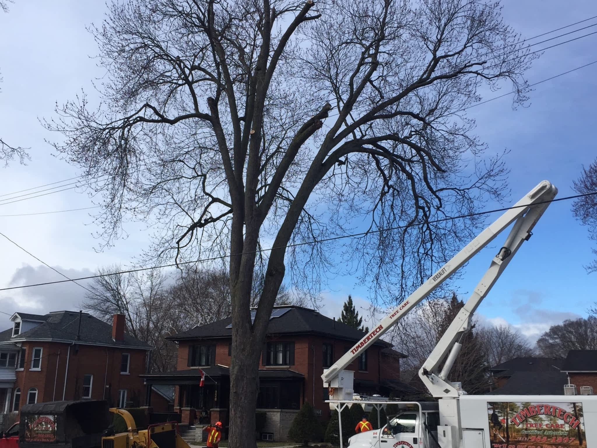 photo Timbertech Tree Care