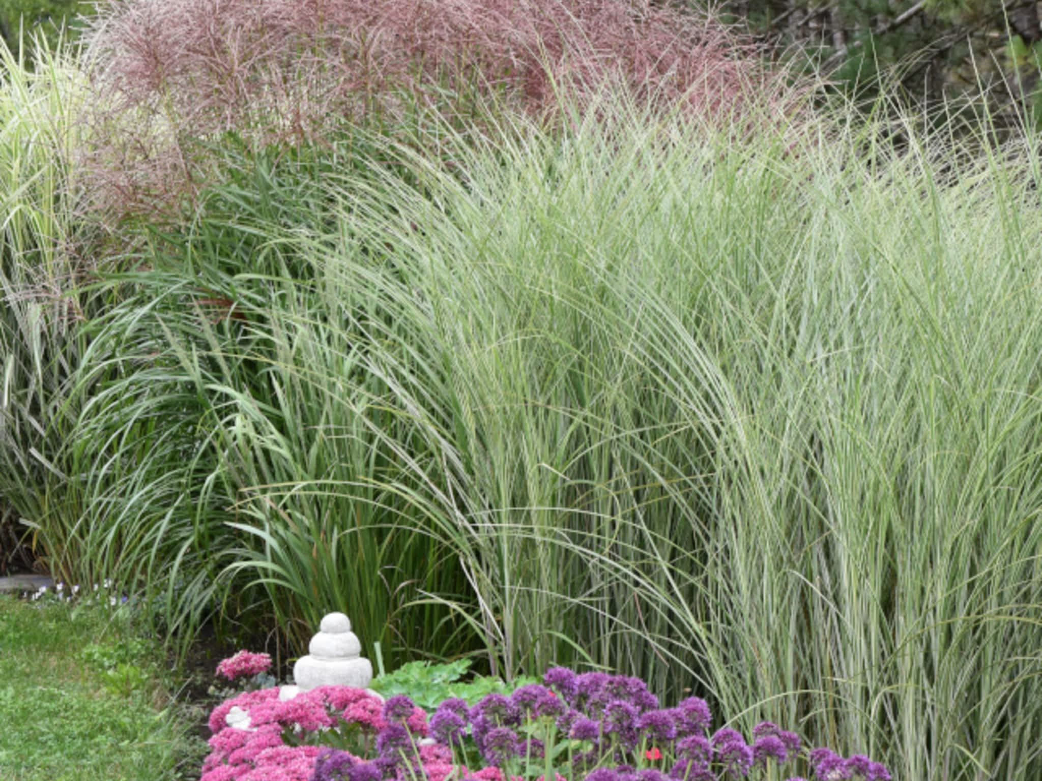 photo Plant Paradise Country Gardens