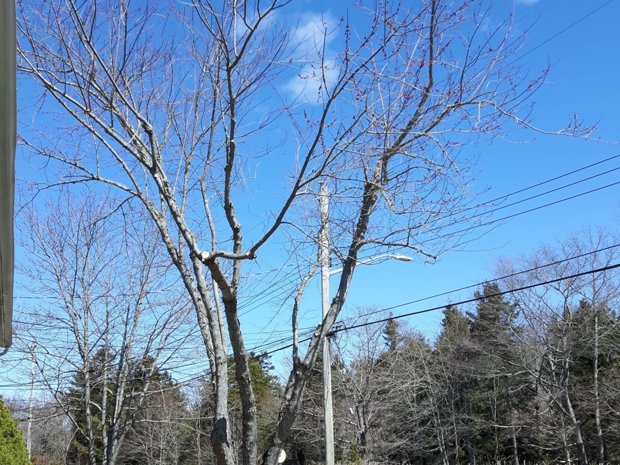 photo Solid Tree Care