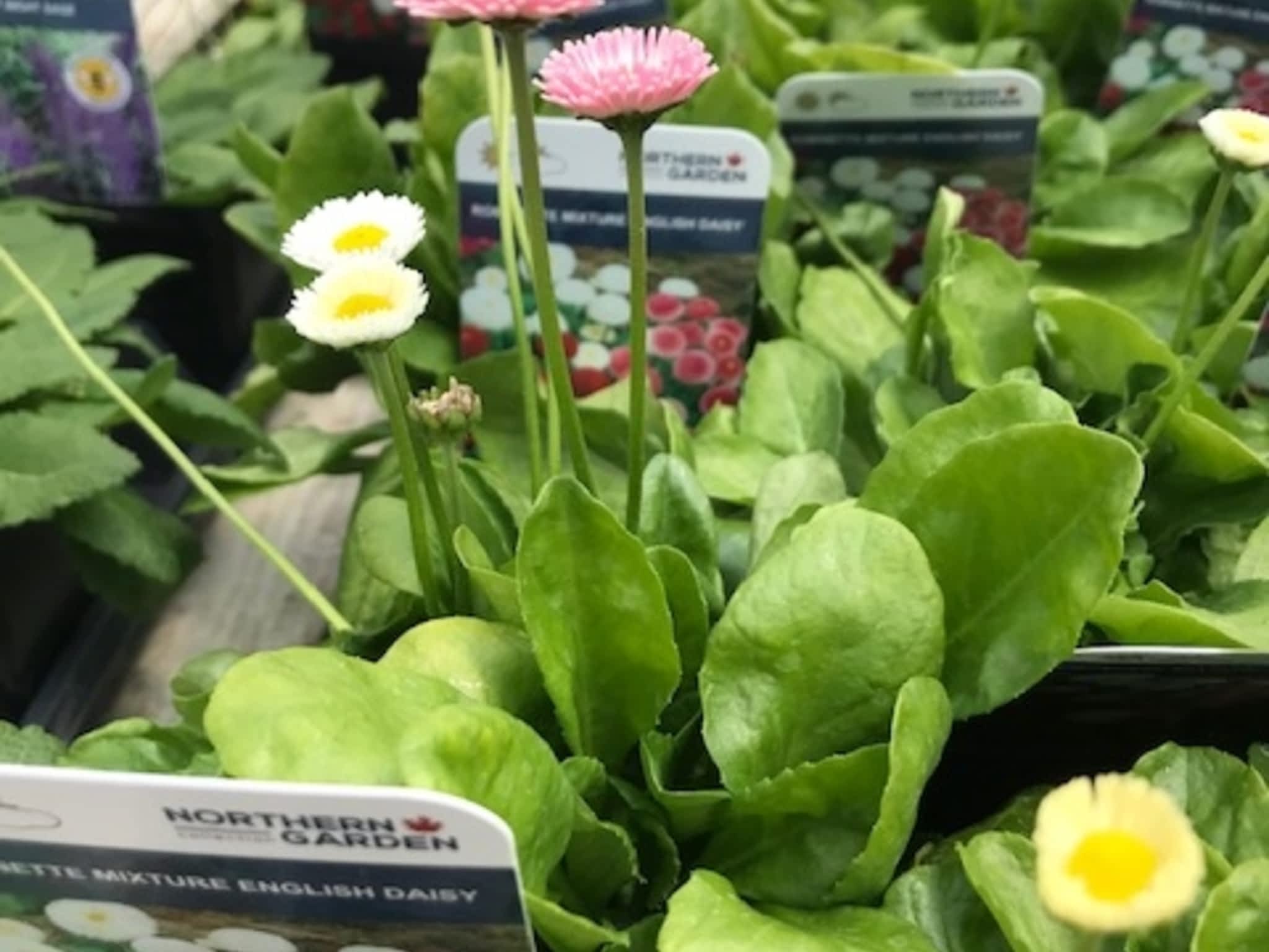 photo Kackenhoff Nurseries Ltd