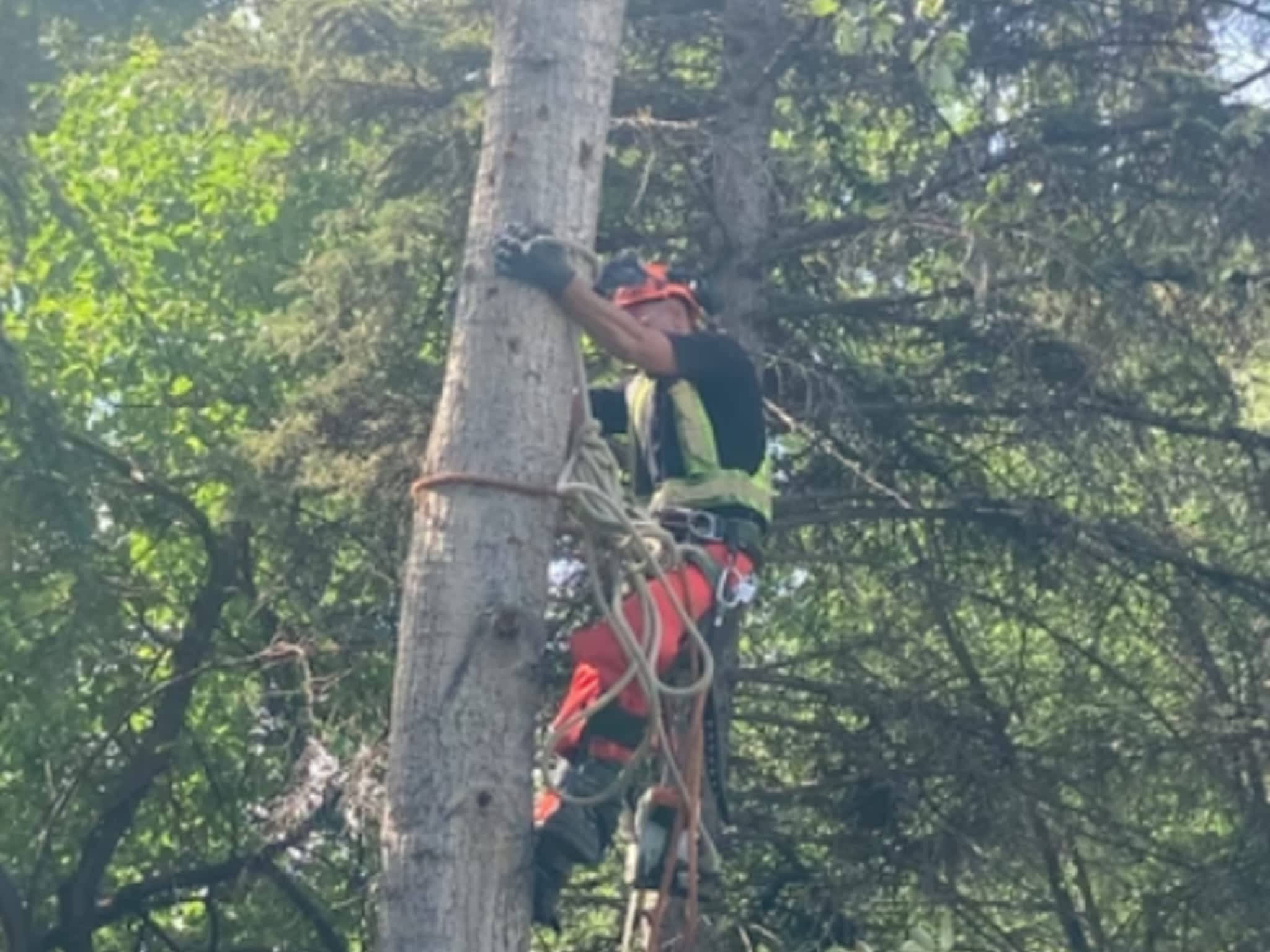 photo Edmonton Tree Care