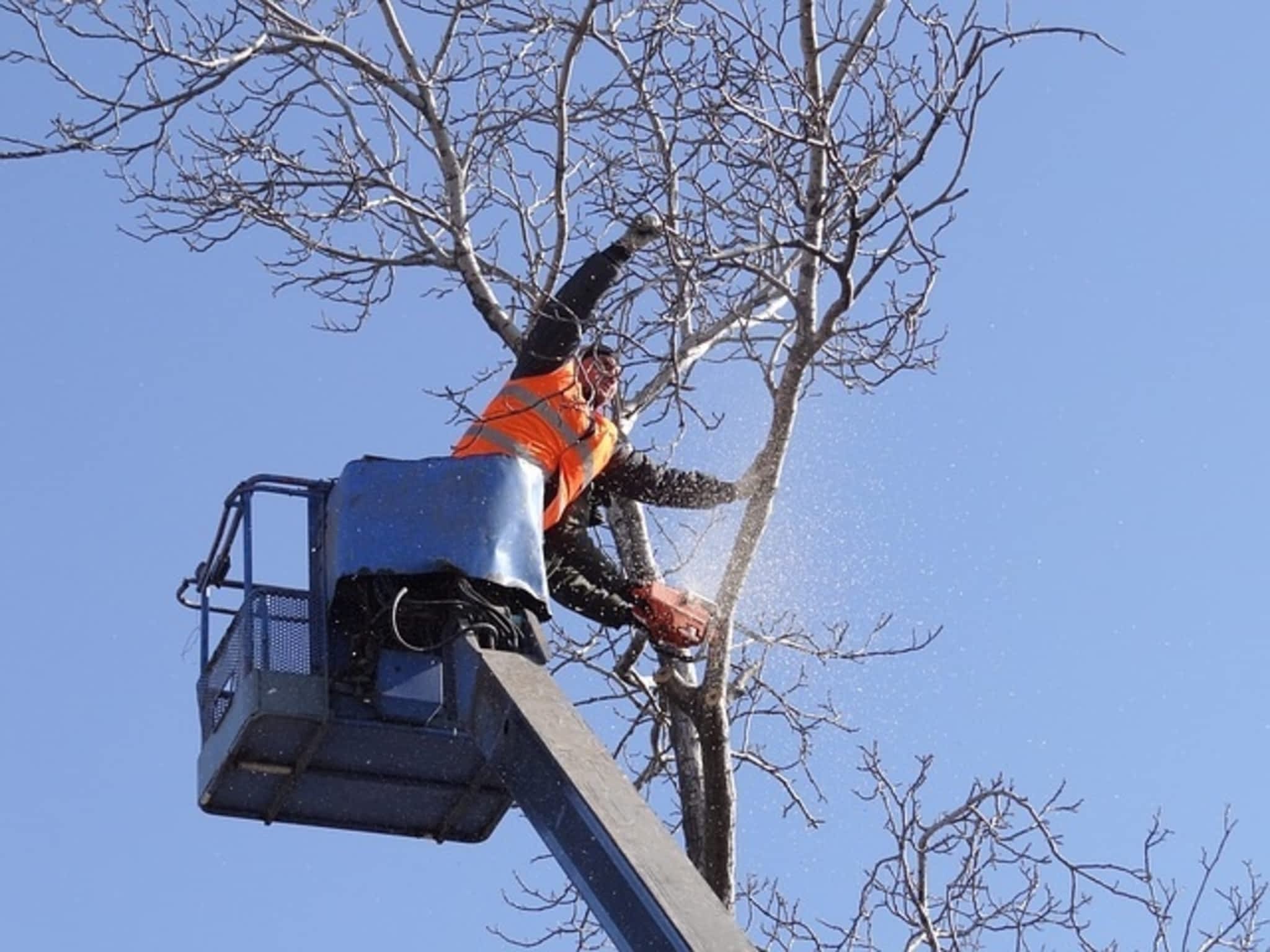 photo Affordable Tree Service