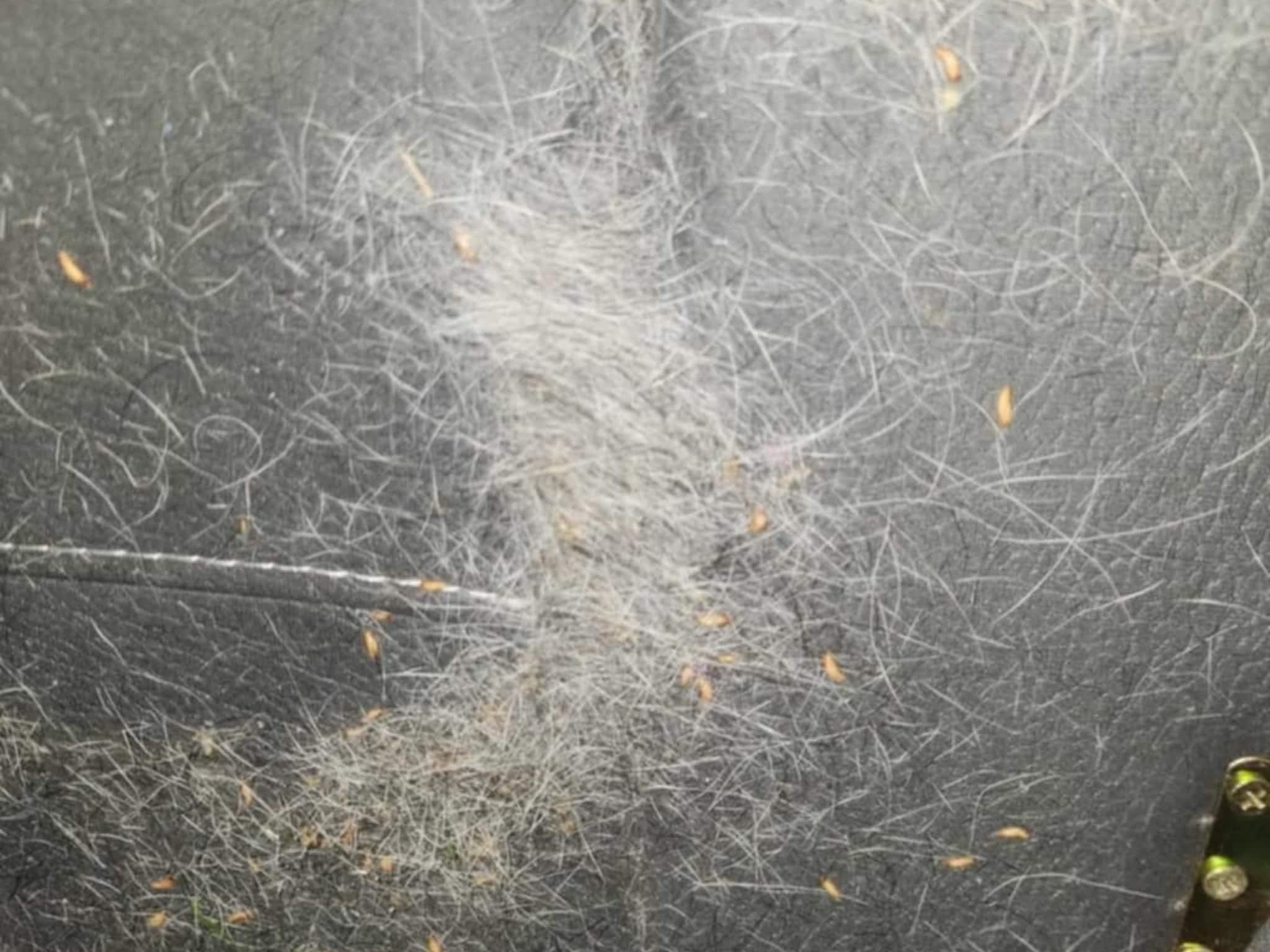 photo D Solution Extermination