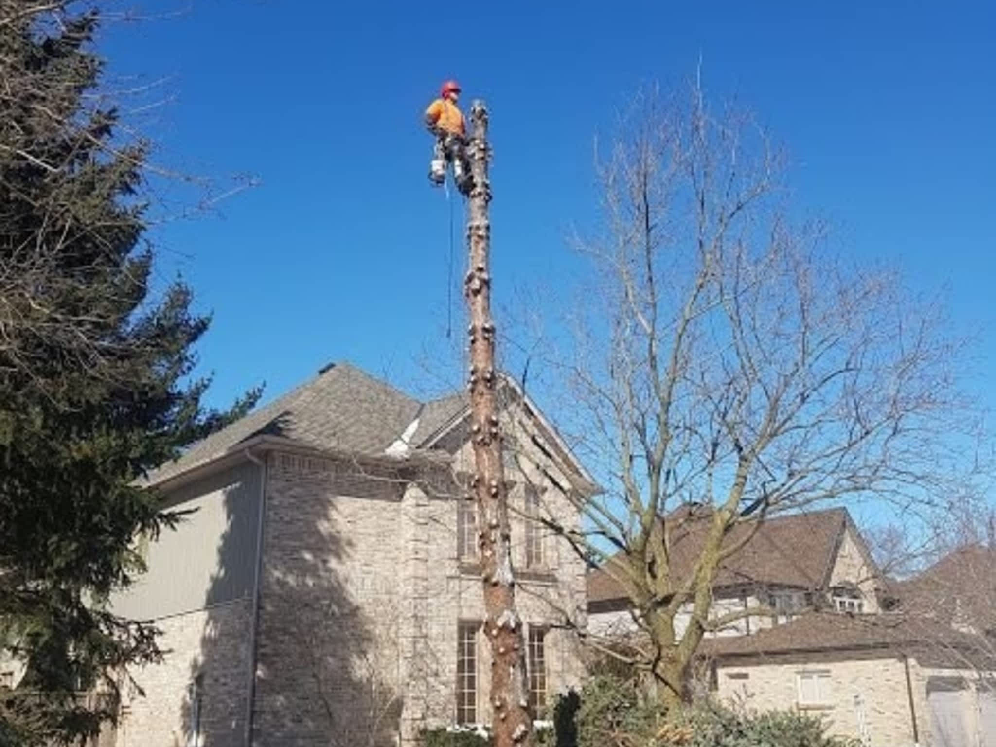 photo Wright's Tree Care