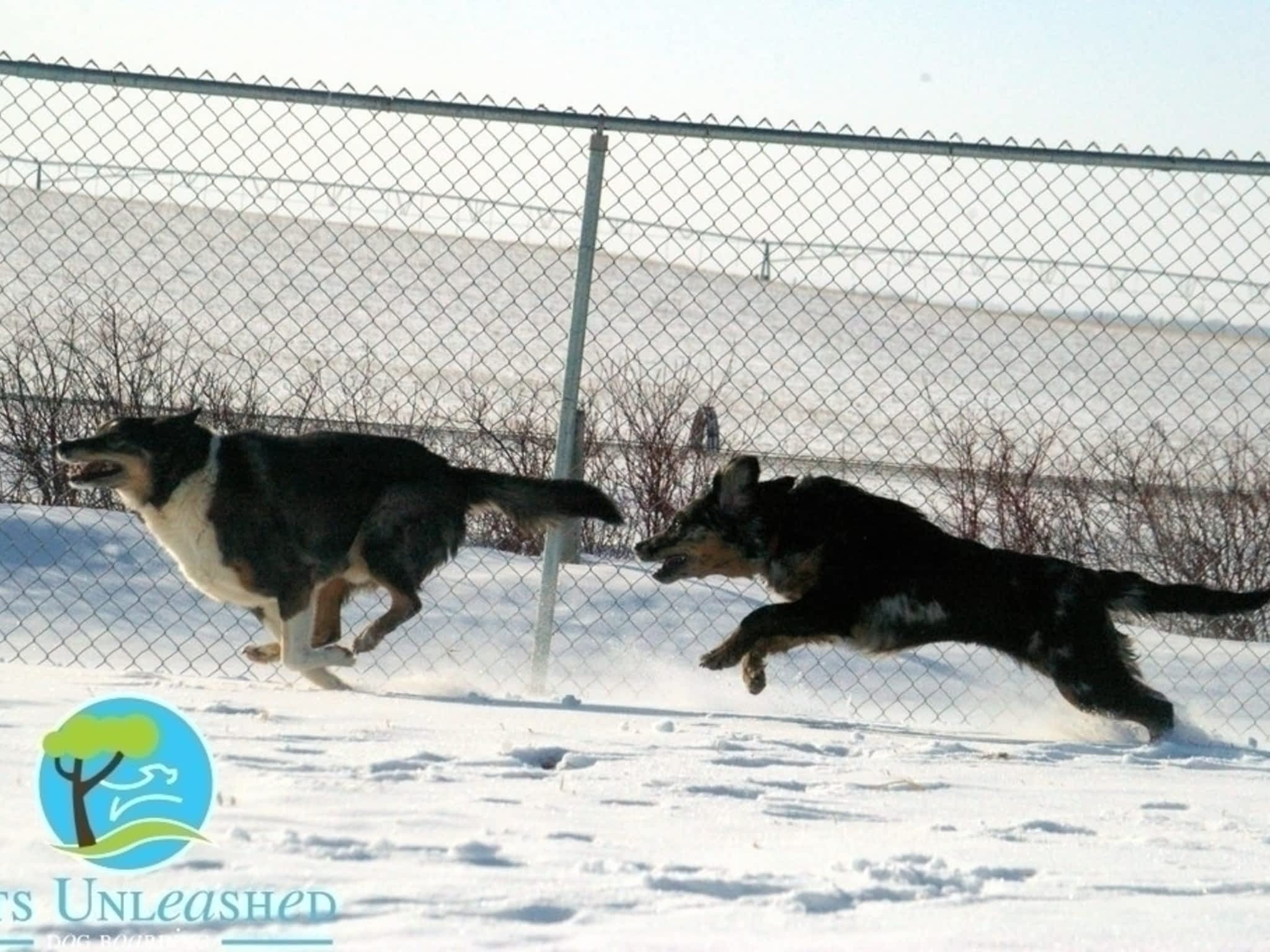 photo Pets Unleashed