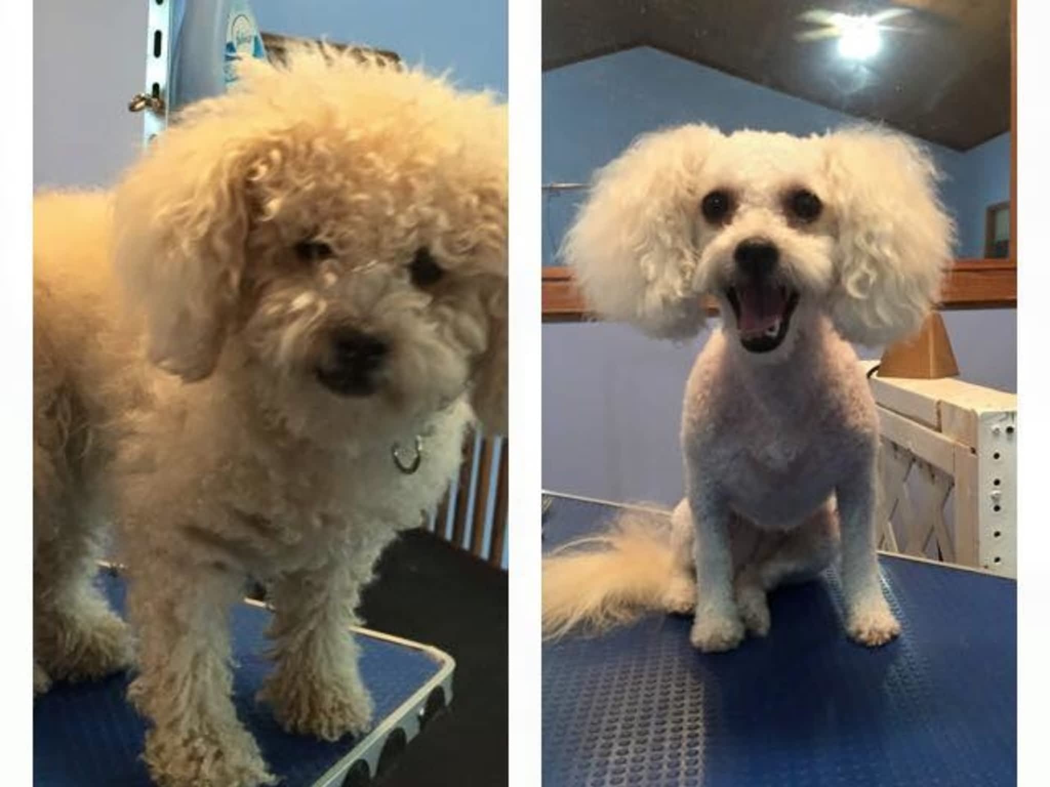photo Wizard of Pawz Dog Grooming