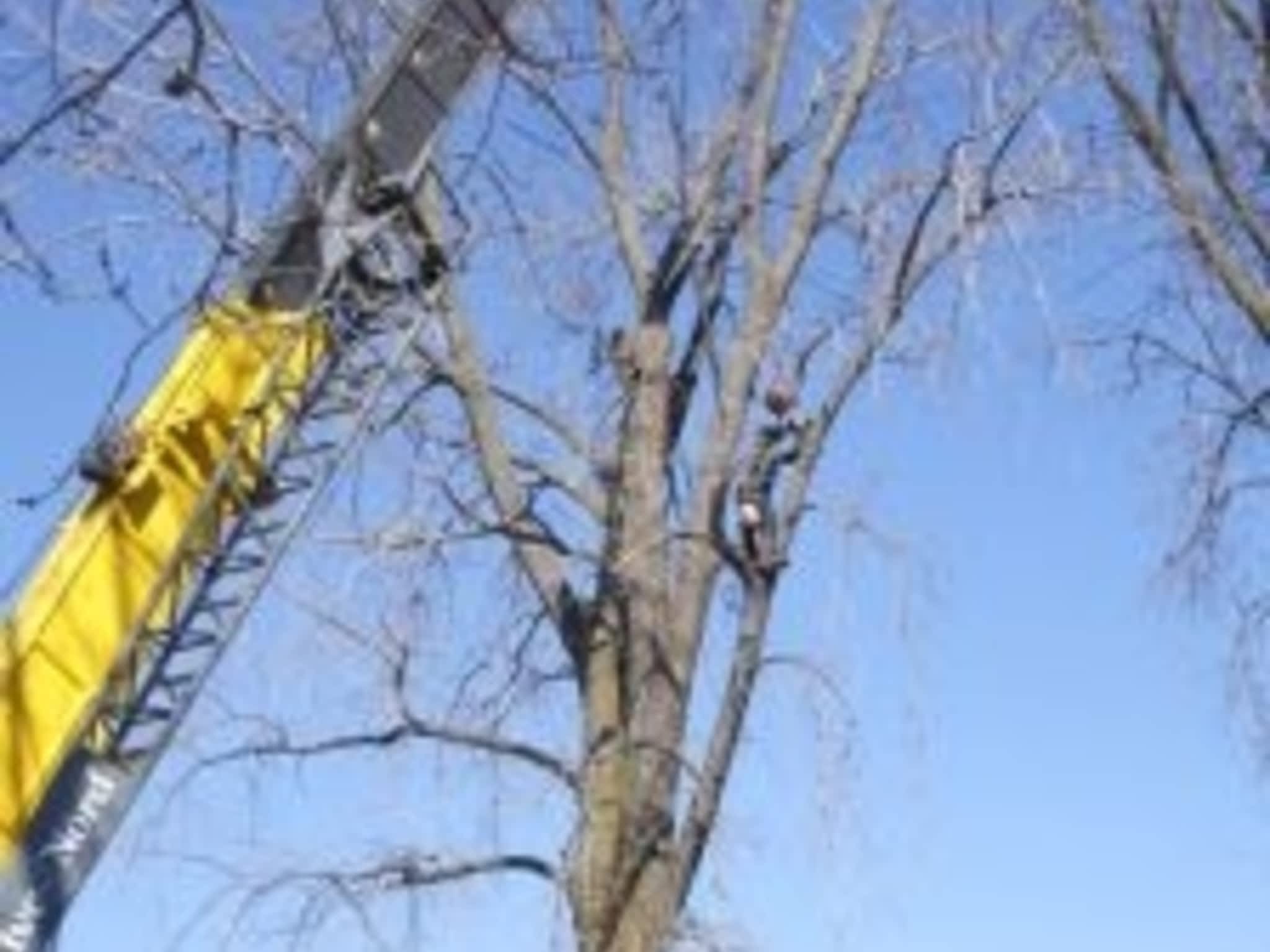 photo Service D'Arbres Marco