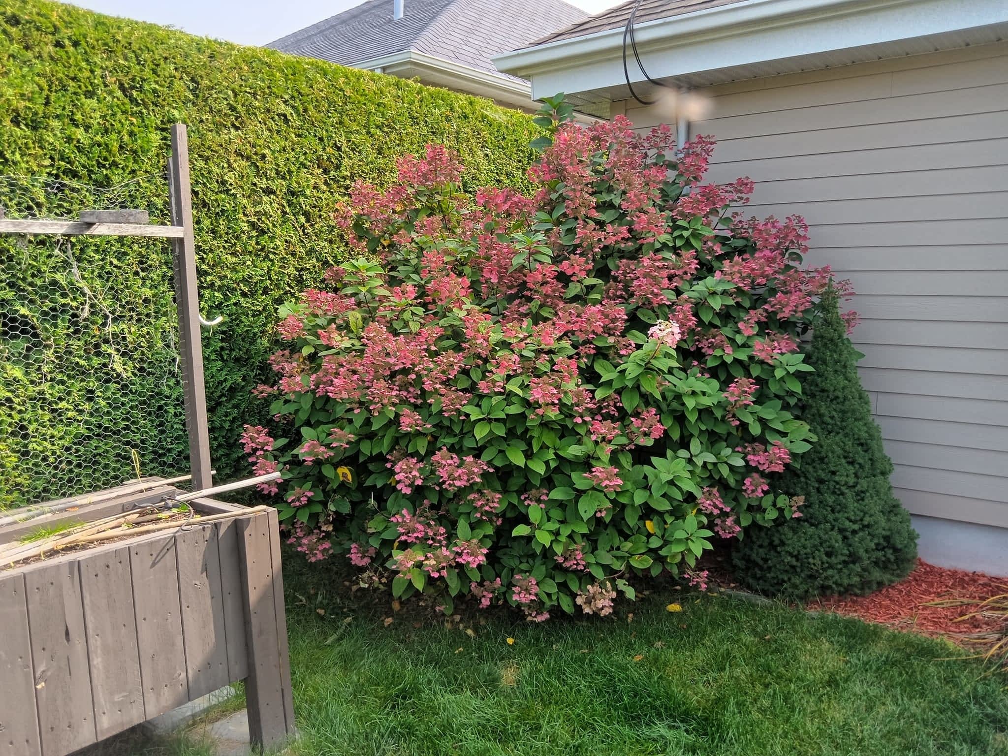 photo Coco Coud' pouce