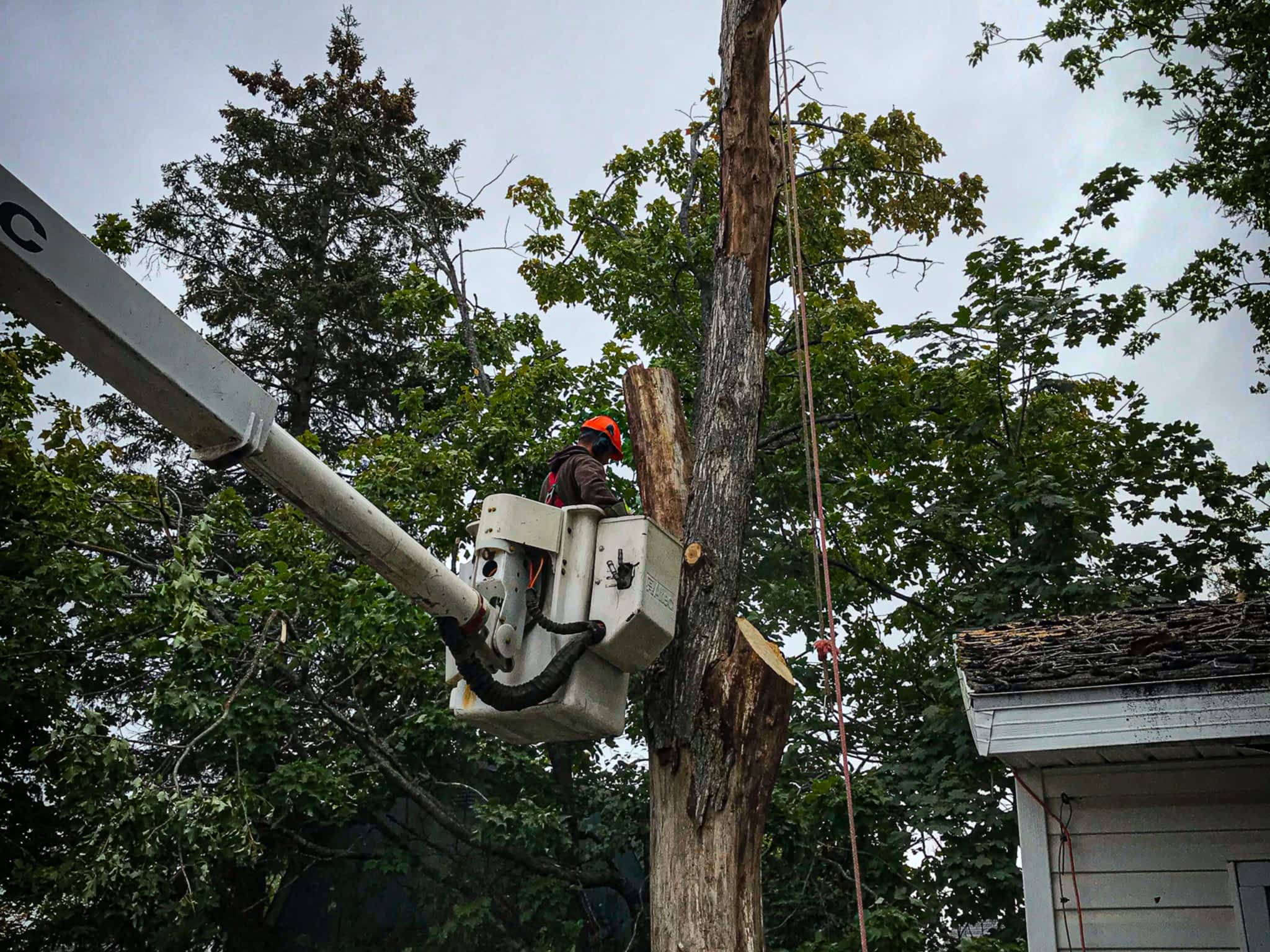 photo O'Blenes Trees & Services